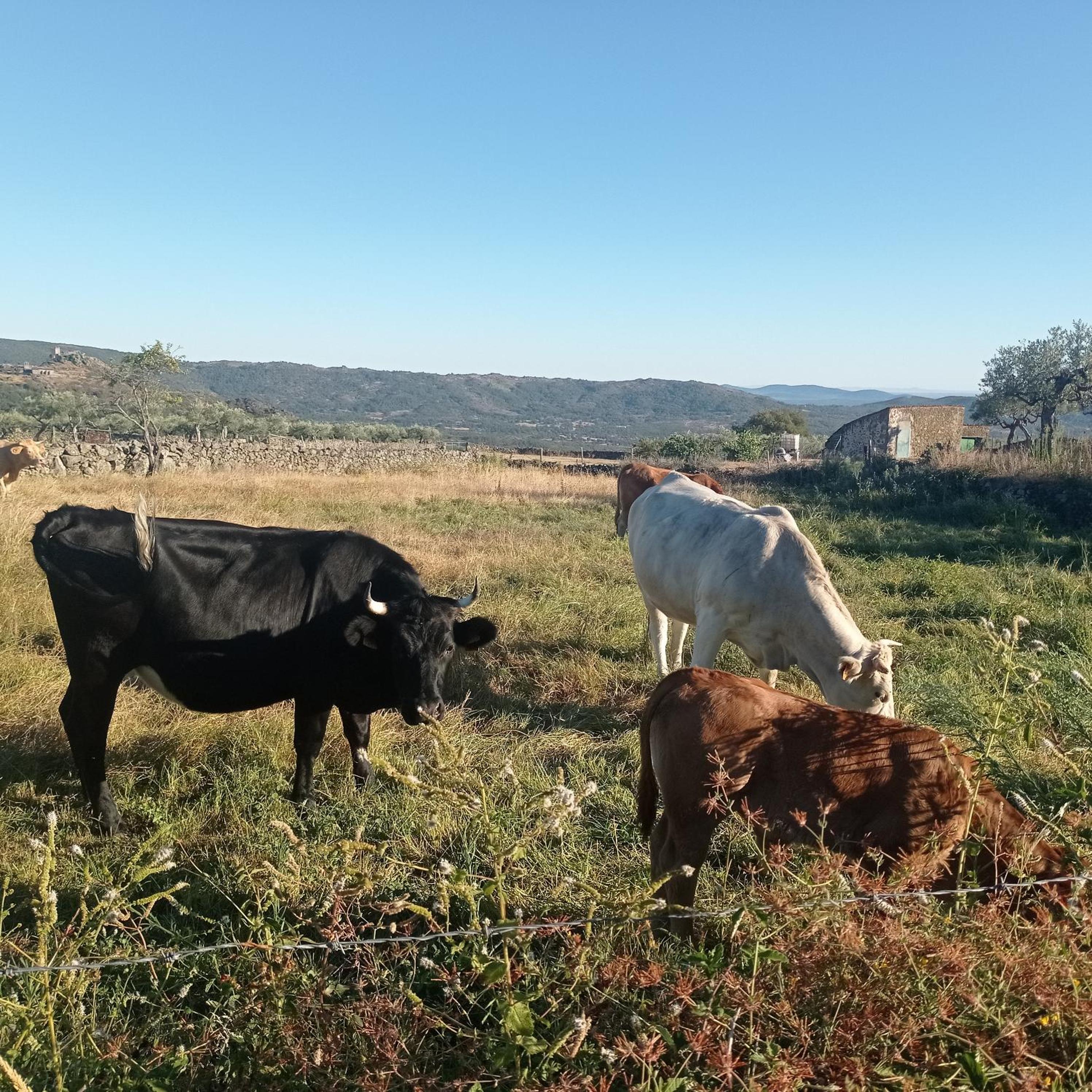 Casa Rural Viñas Perdidas