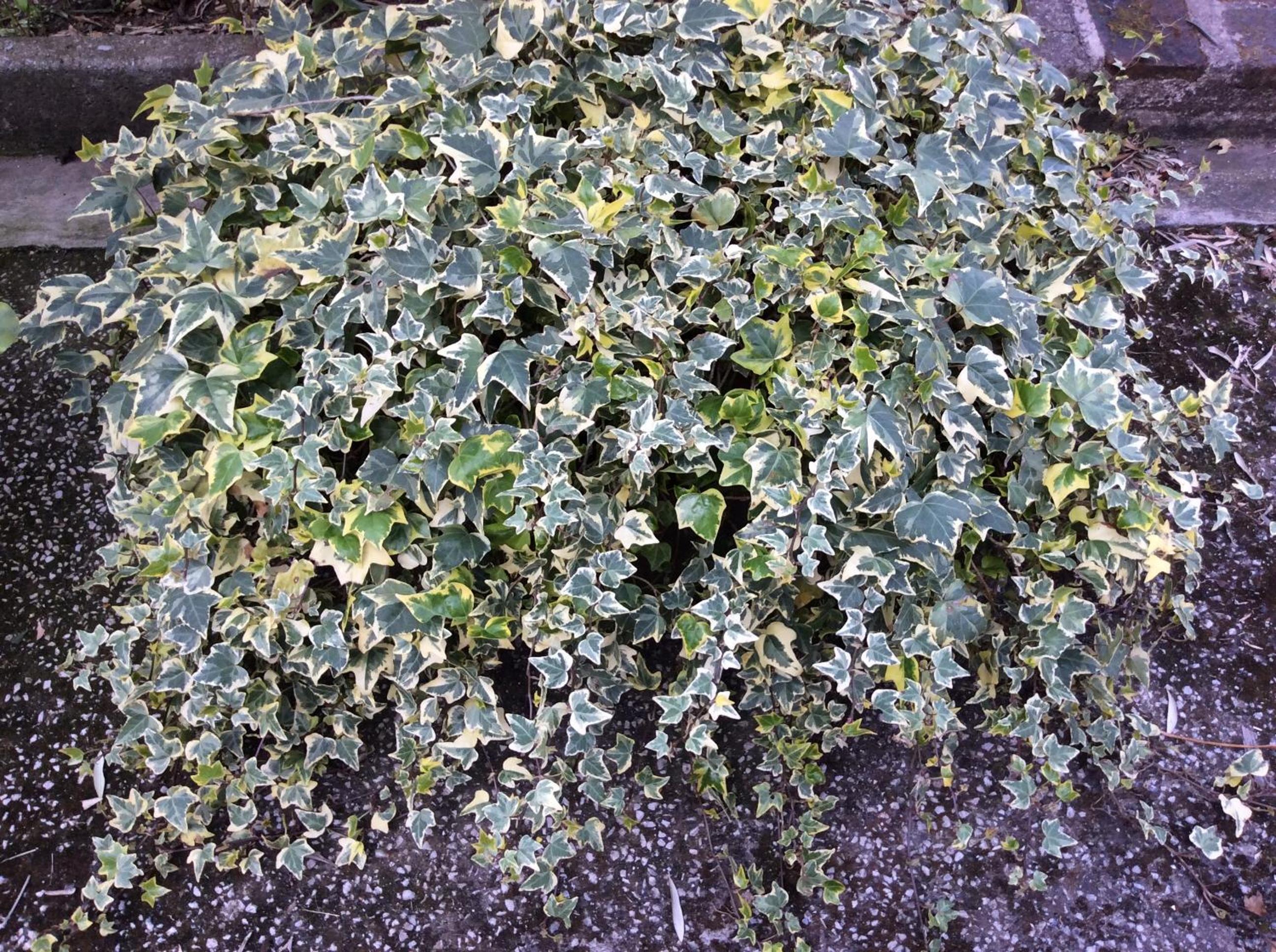Tenuta Fagnani