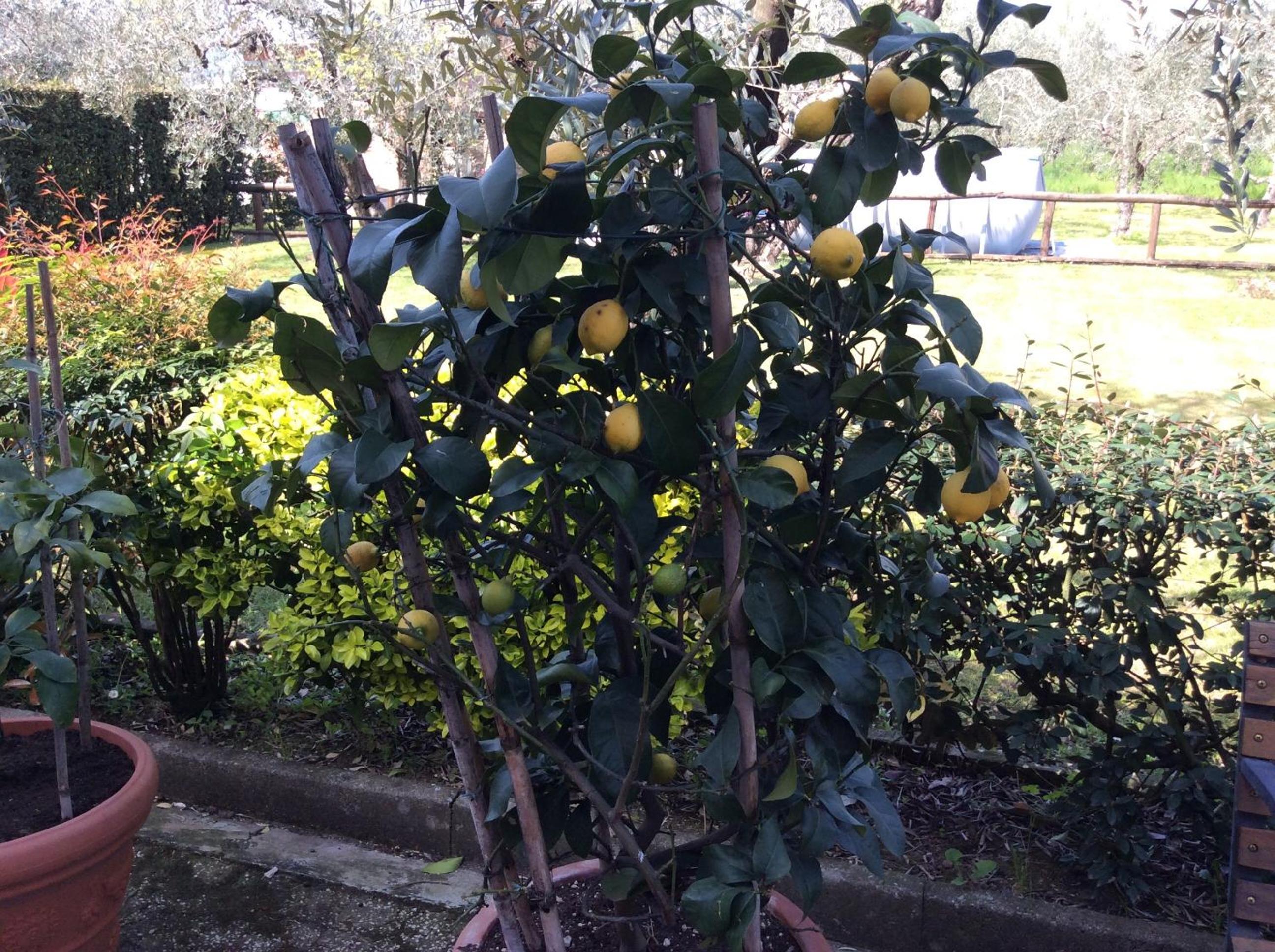 Tenuta Fagnani