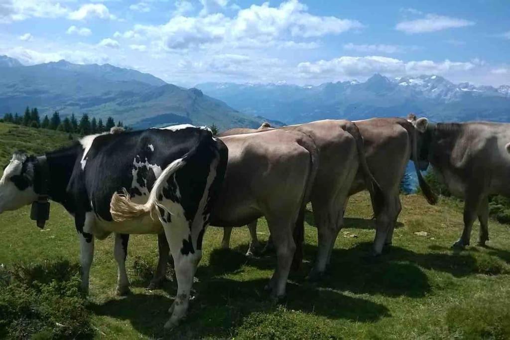 Beautiful Swiss chalet with breathtaking views and a sauna