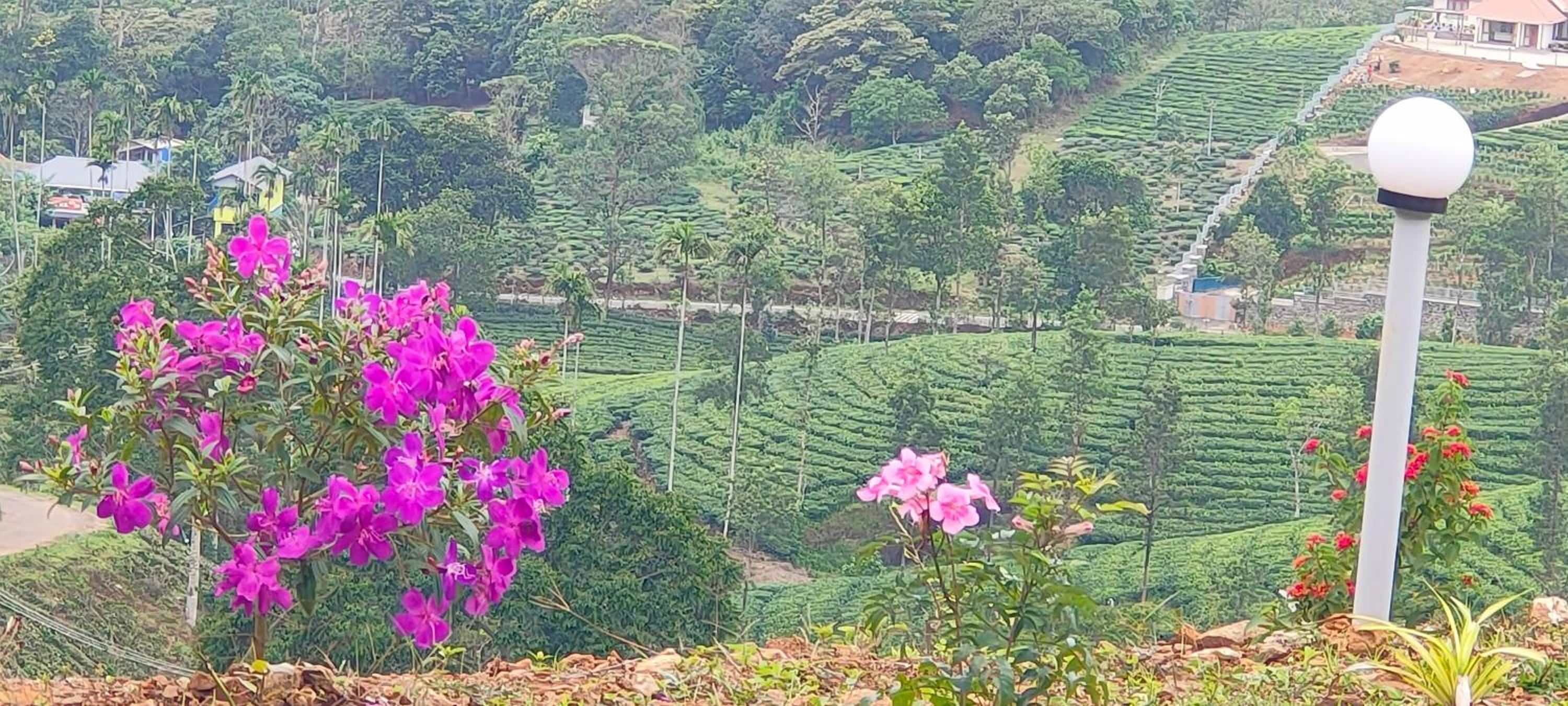 GREEN LUSH