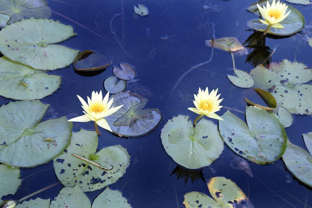 Lillypads Yellow Cottage - Rainforest Getaway