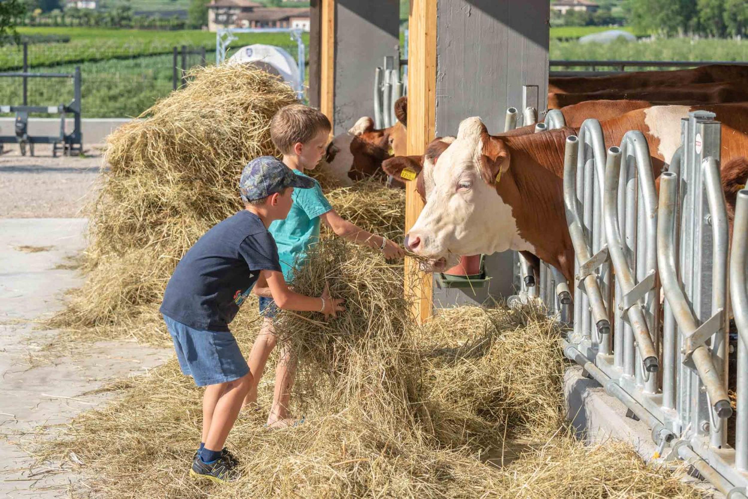Camping Agrisalus