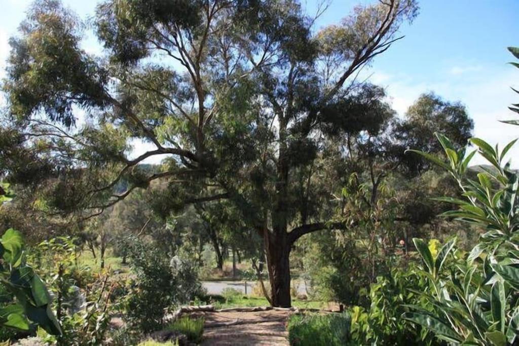 Ngurra