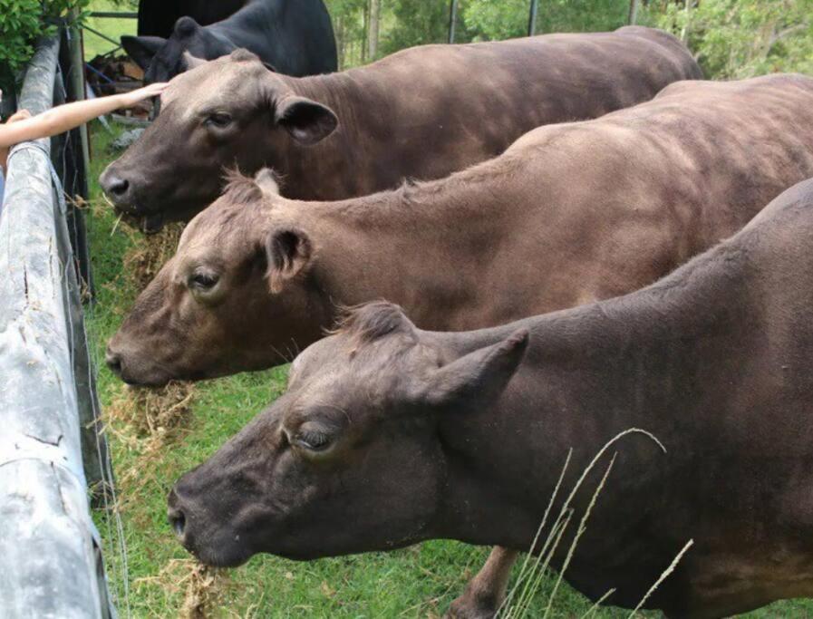 Topview Farm