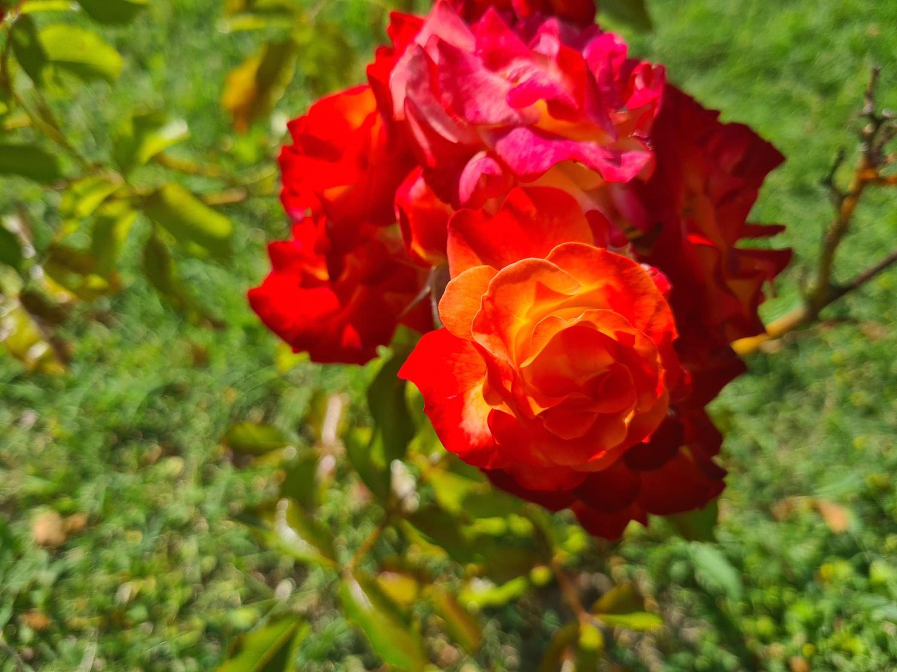 Dolce Alba