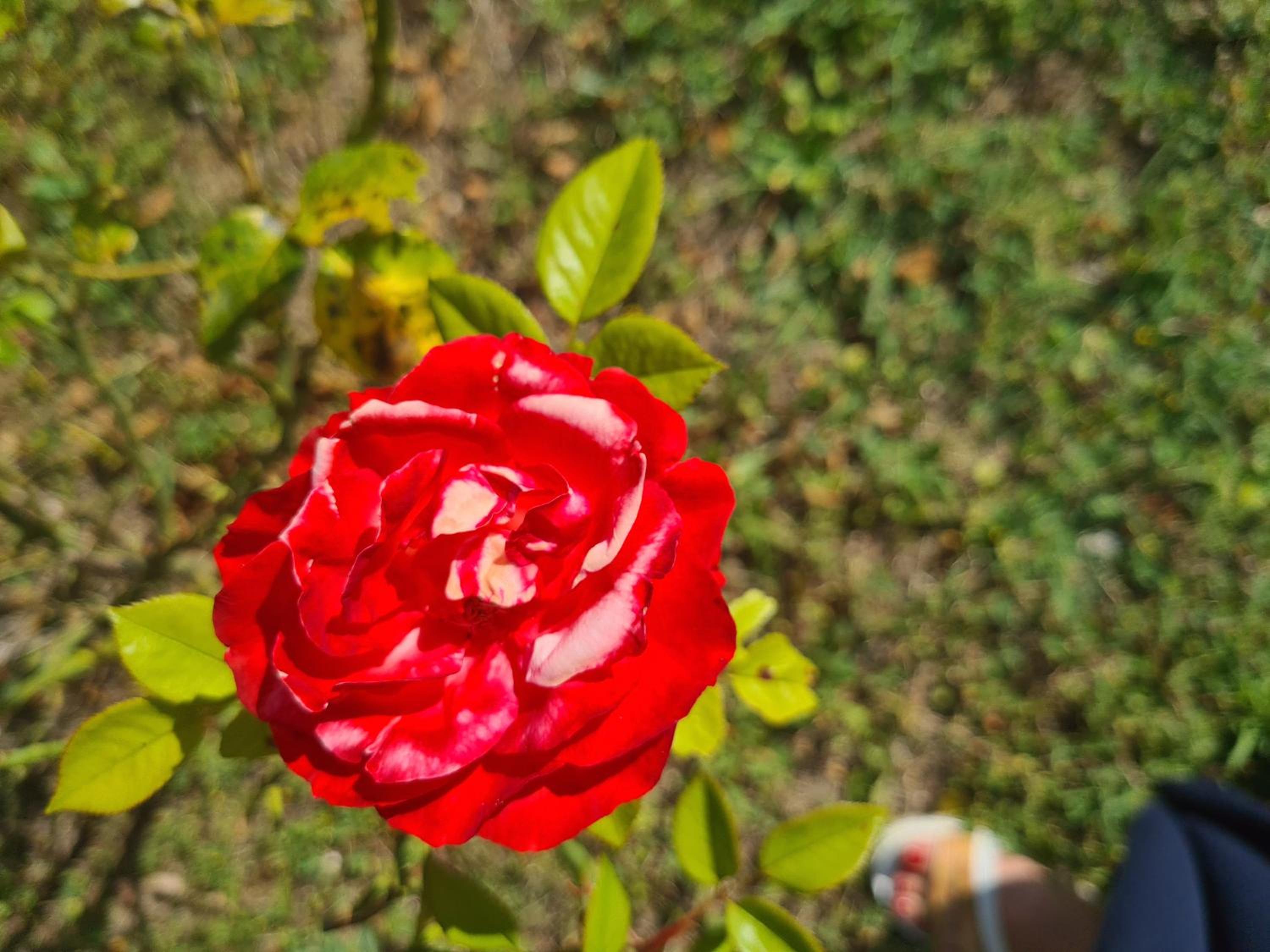 Dolce Alba