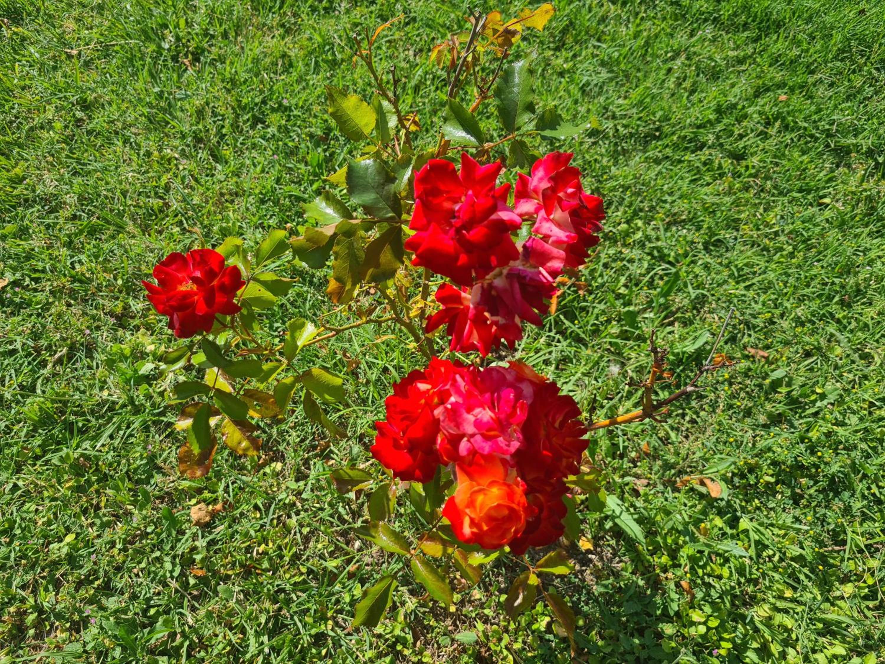 Dolce Alba