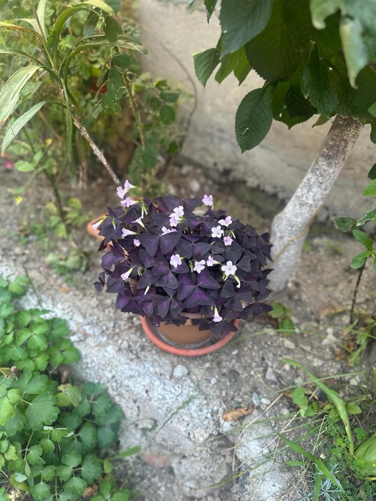 Ispiryan's Home