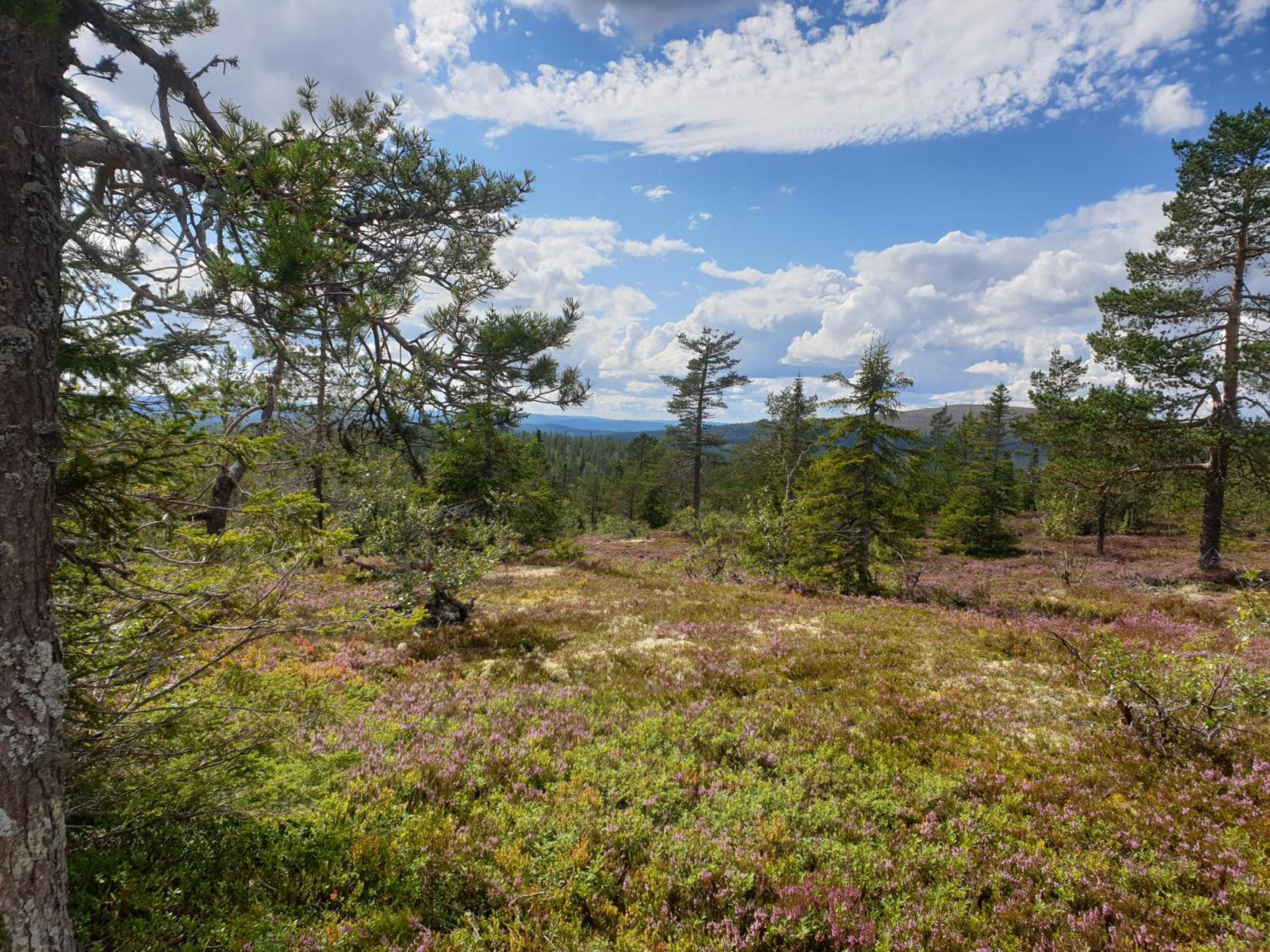 Guesthouse Nature Trails Sweden