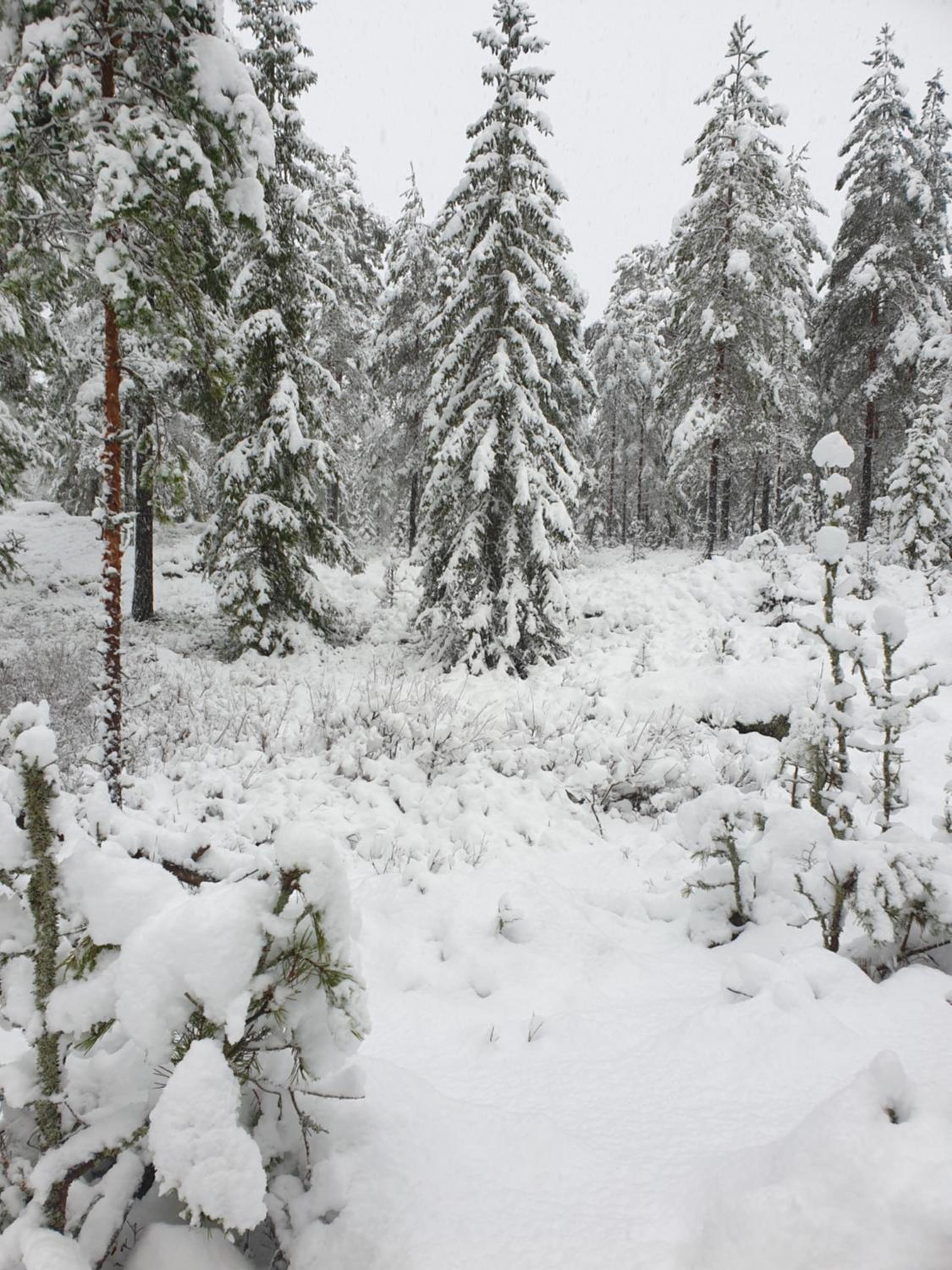 Guesthouse Nature Trails Sweden