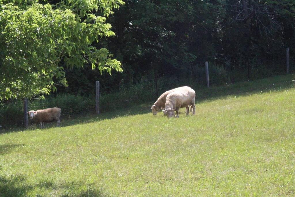 Hidden Farm Escape in the Heart of Kawarthas