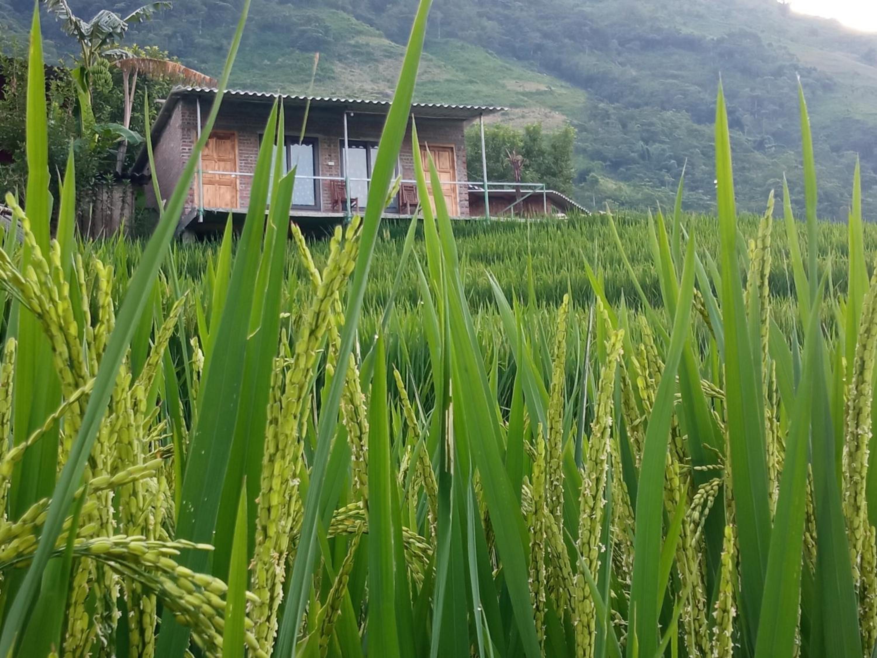 Sapa terraces view 2