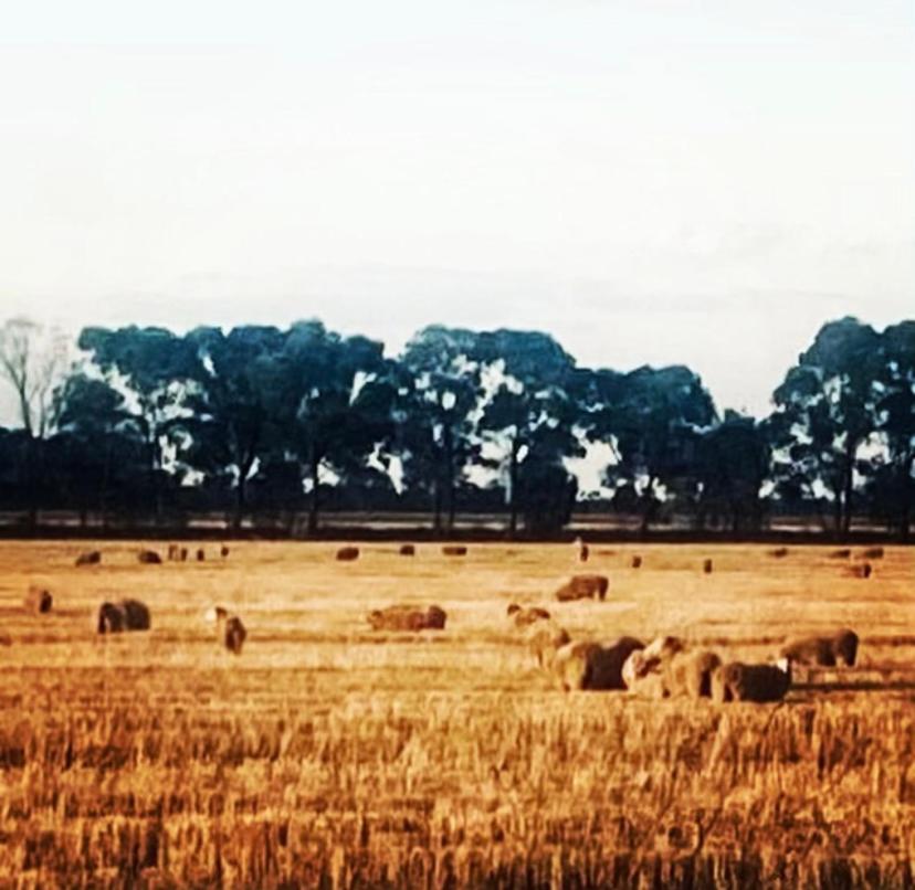 Wings Field - relaxing family farm stay