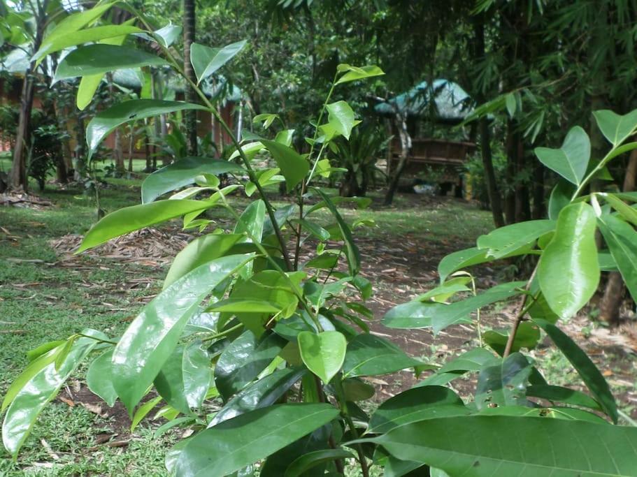 Villa Paro-paro en pleine nature avec piscine
