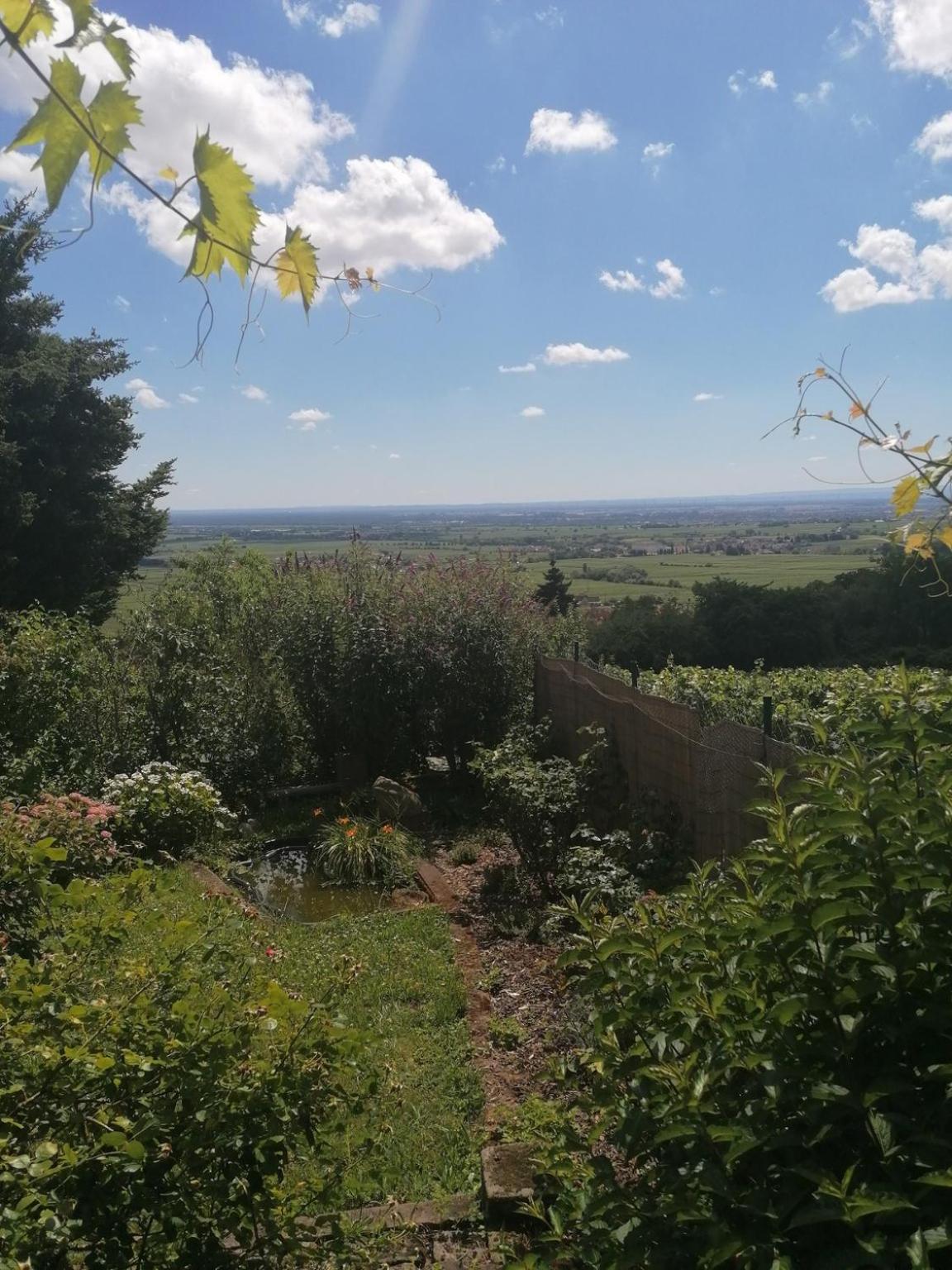 Weinstrassenblick