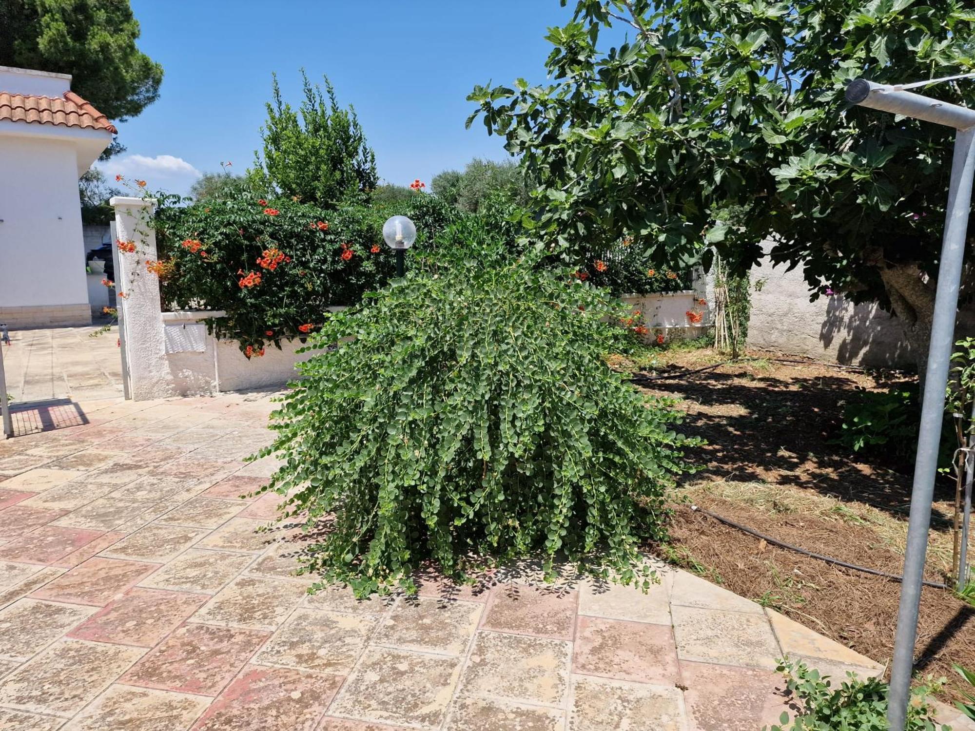 Villa Carmela a San Pietro in Bevagna (TA) view 4