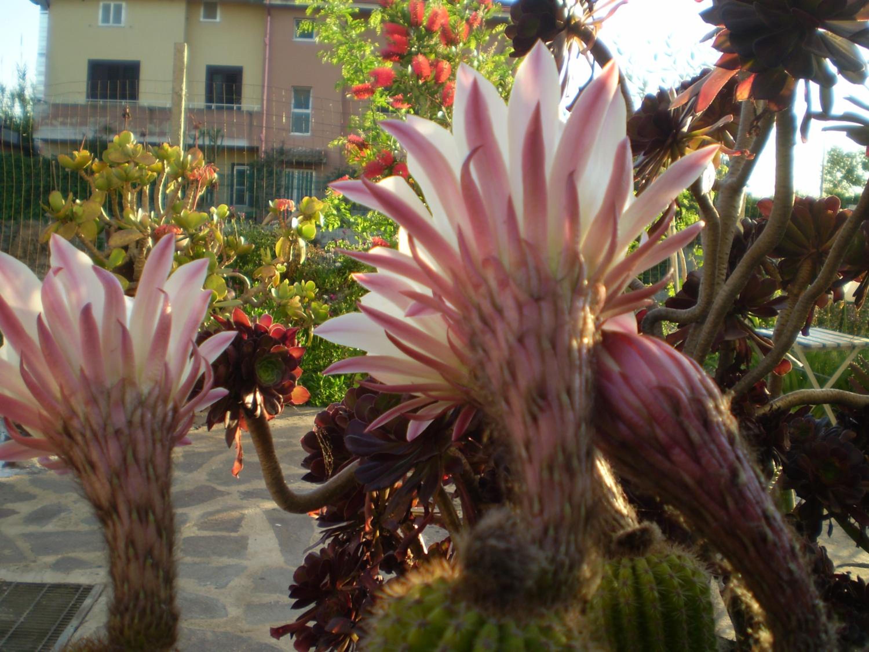 Il Giardino Di Emilio view 5