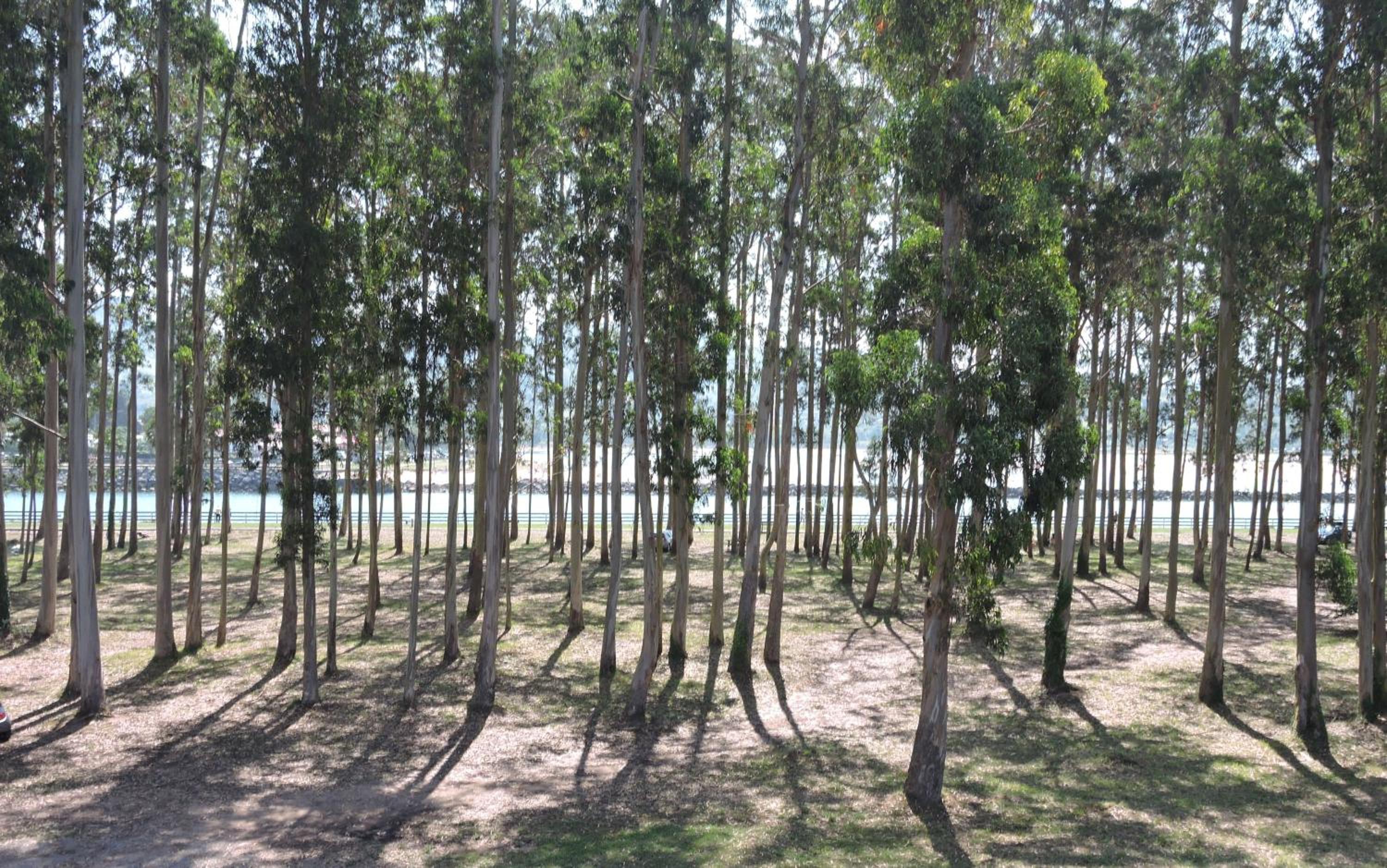 Apartamento Pie de Playa, El Puntal-Villaviciosa