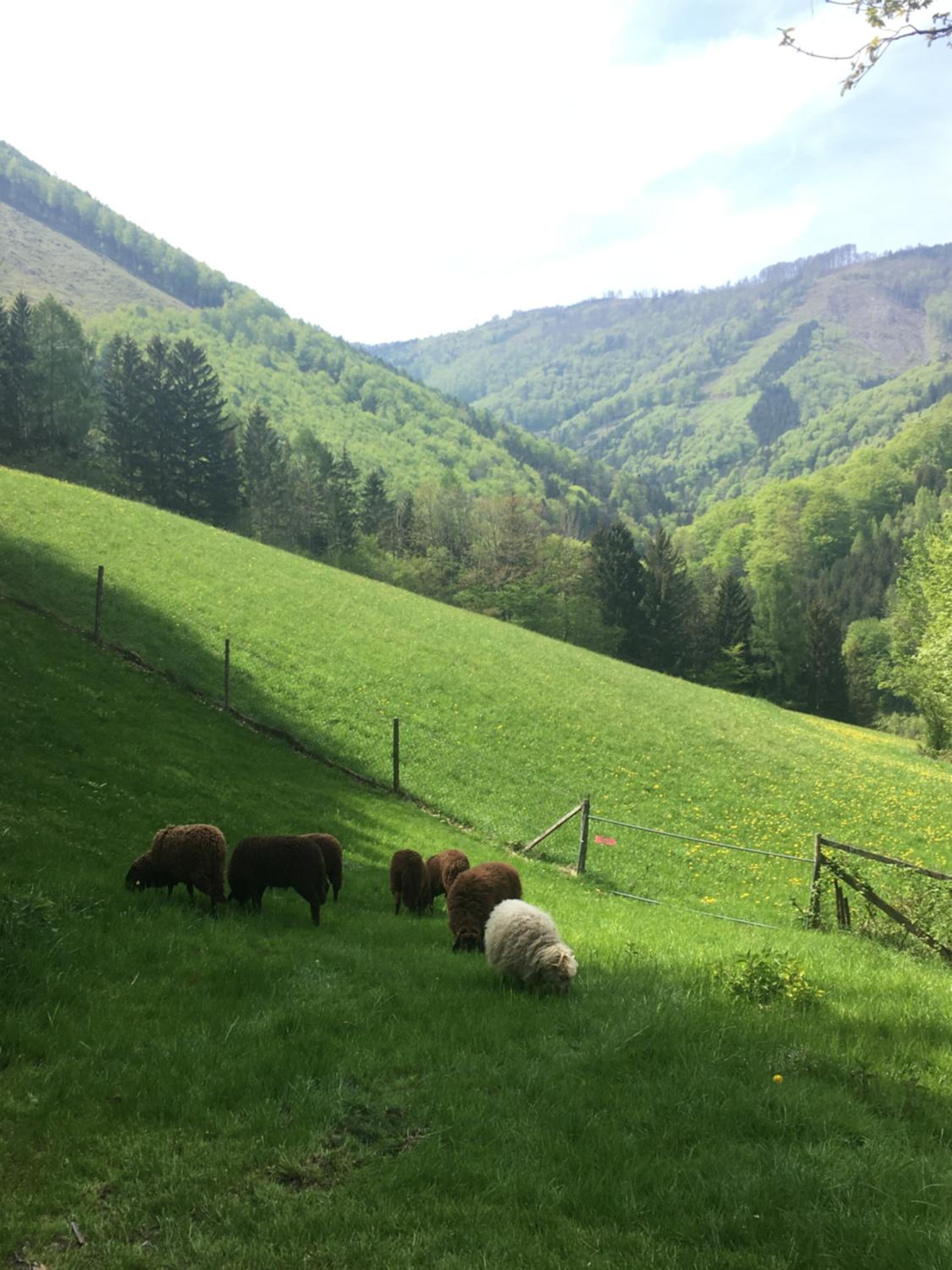 Büchlhof - App. Breitenstein