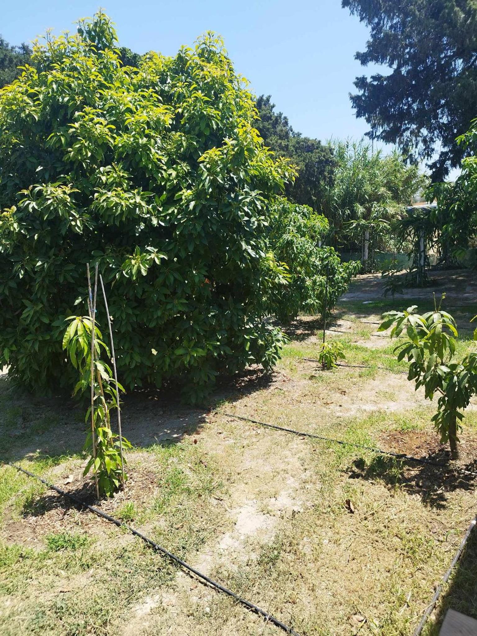 Tropical Garden Faliraki Rhodes