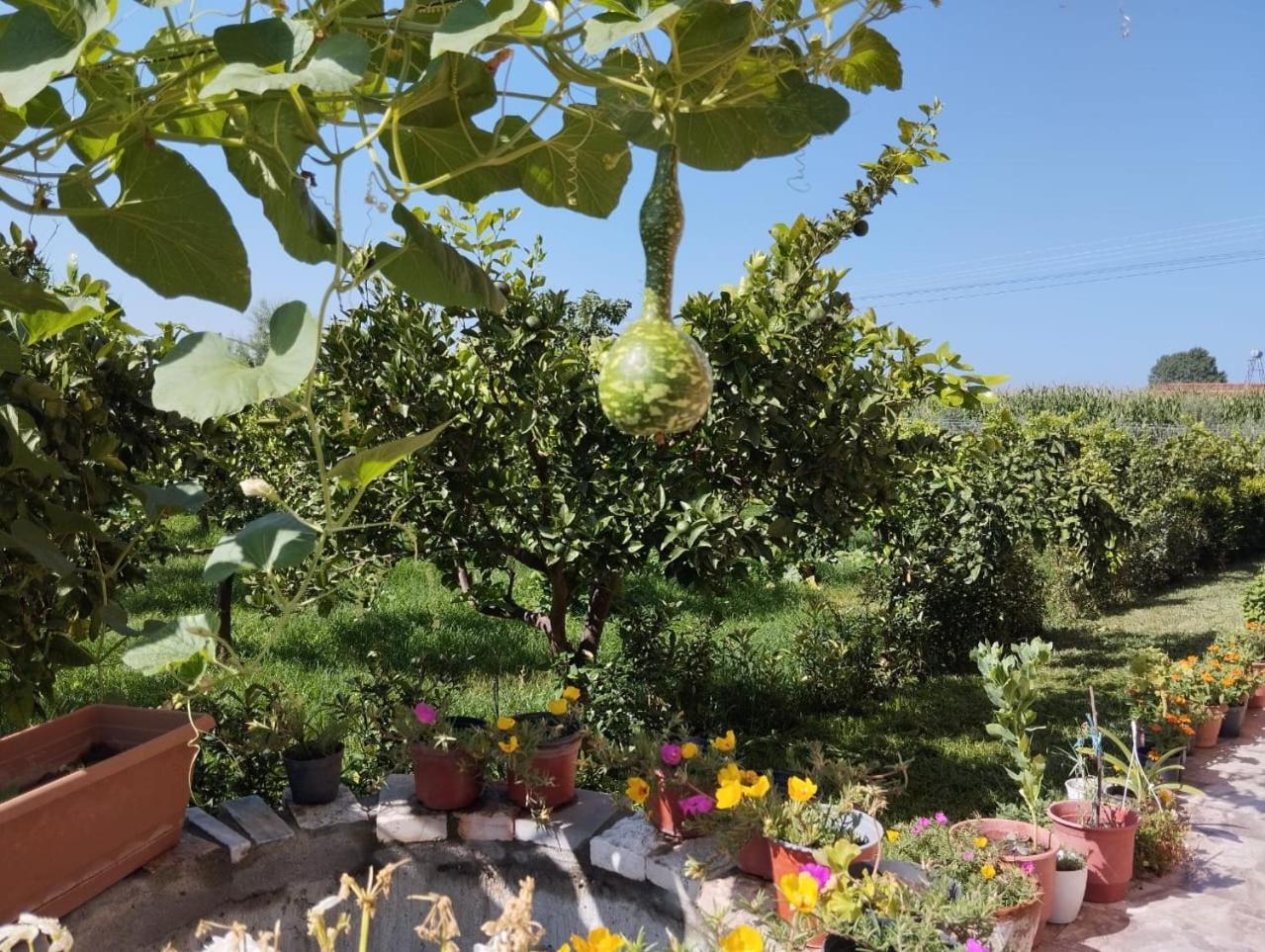 The Garden Guest House