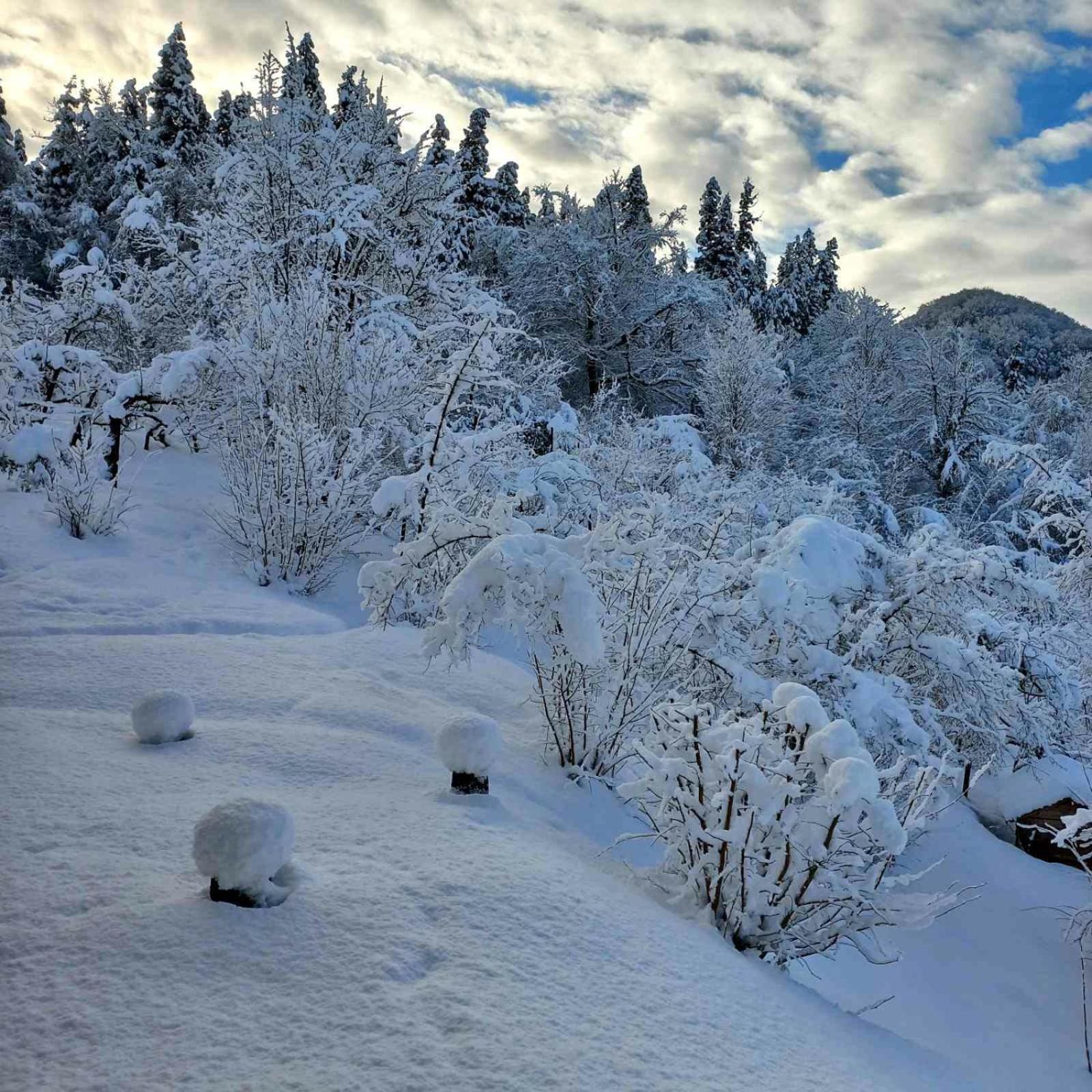 Shemoqmedi chalet