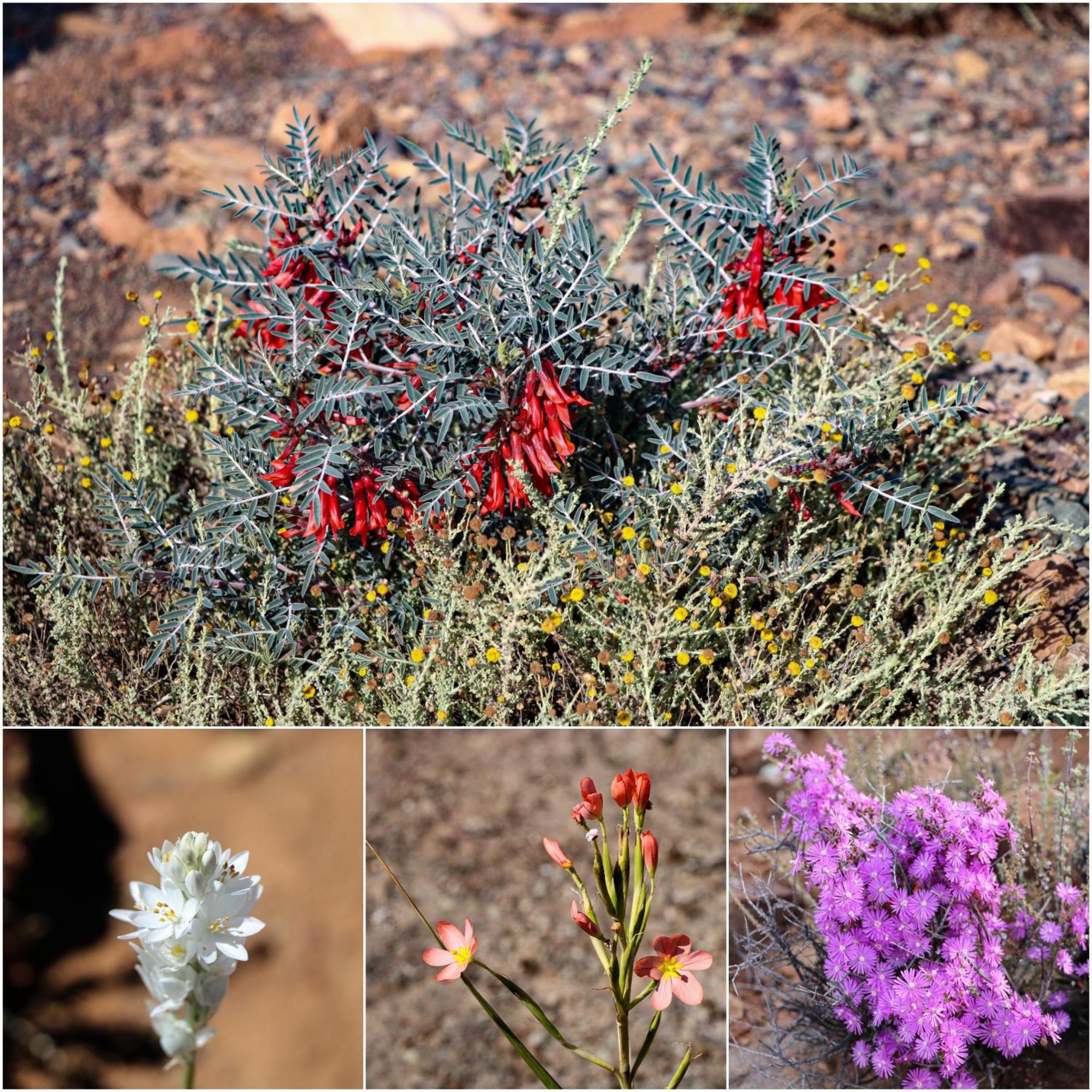 Oupoort Eco & Guest Farm - Sutherland - Middelpos