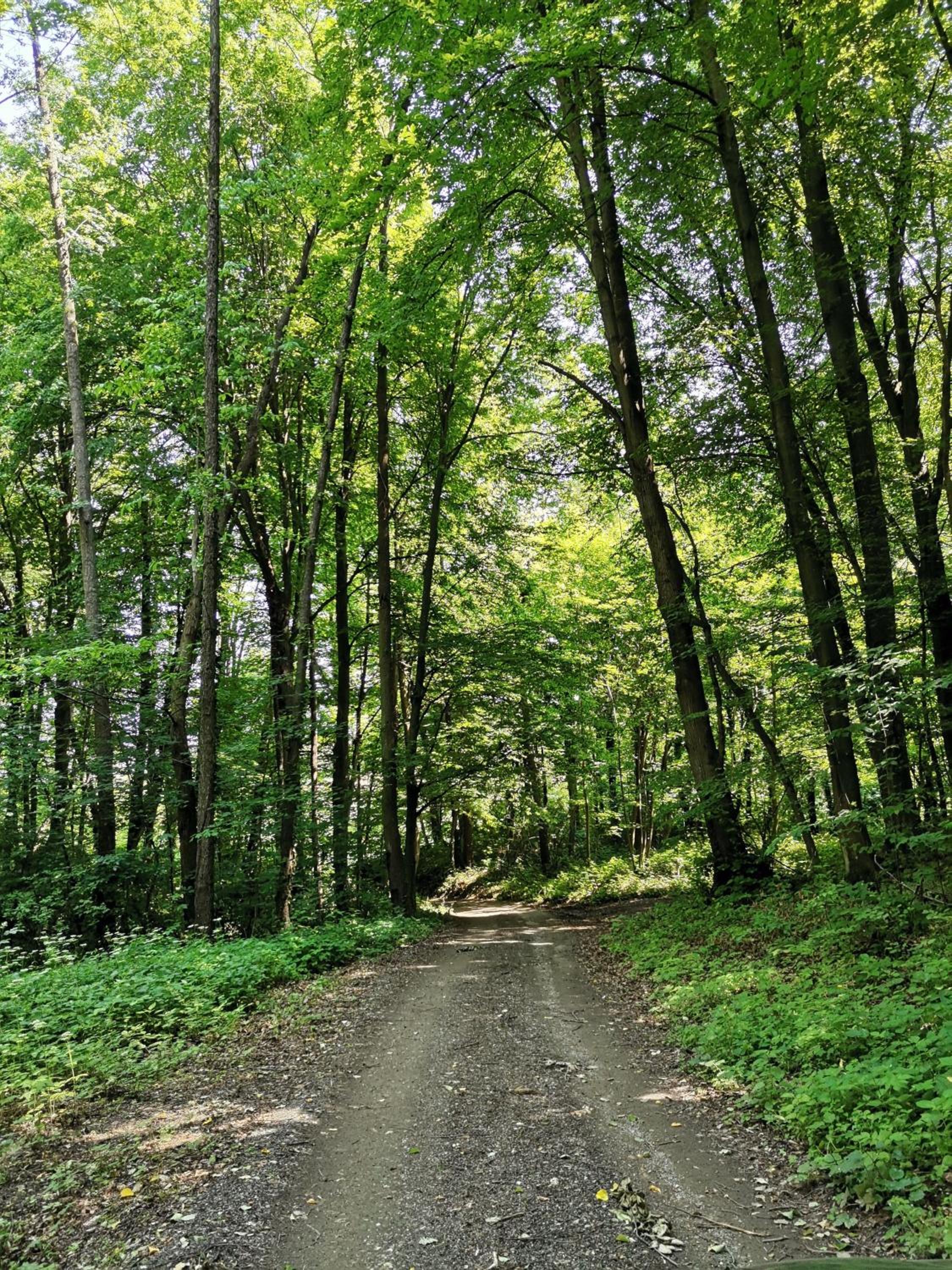 Forest paradise