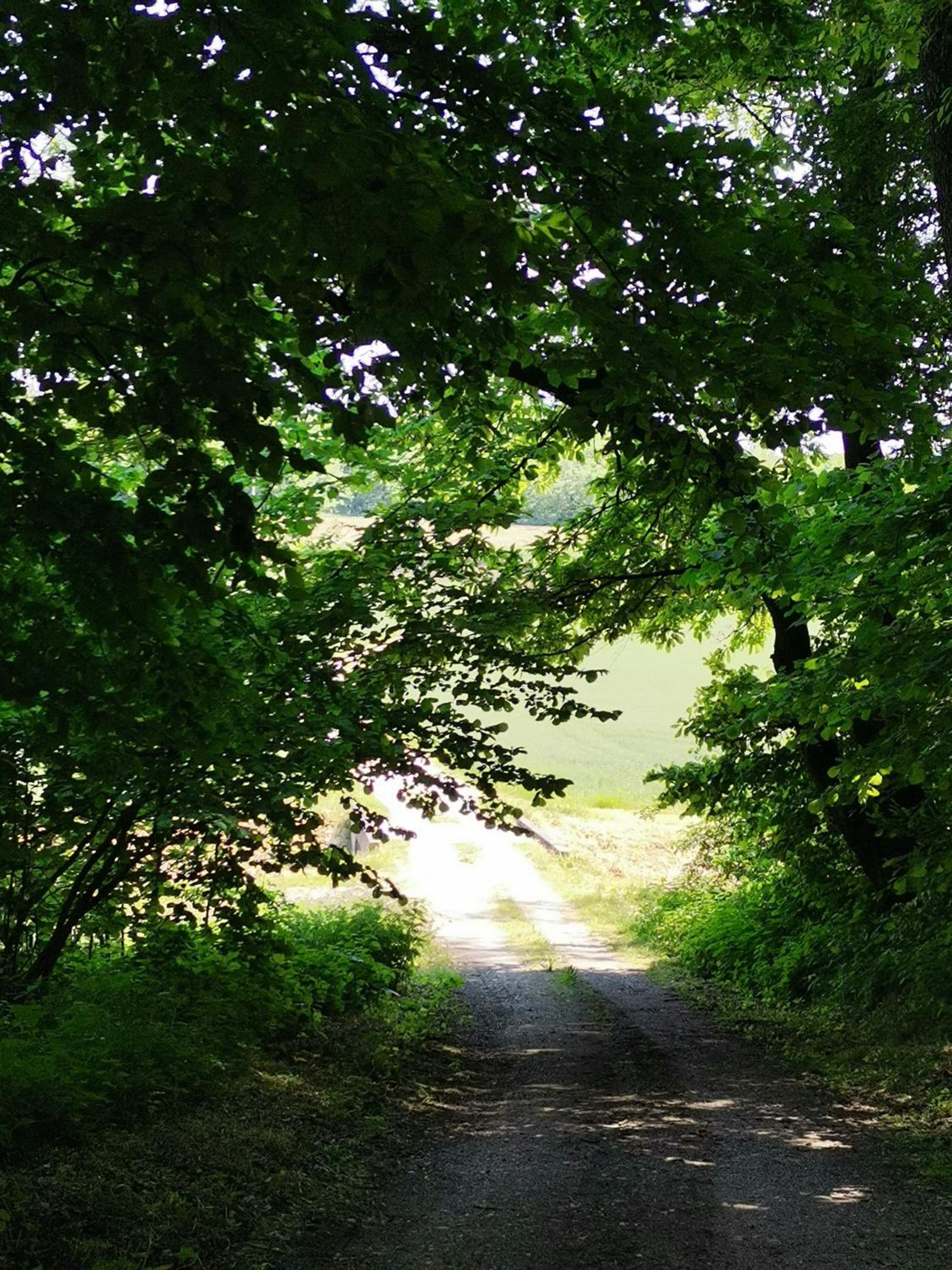 Forest paradise