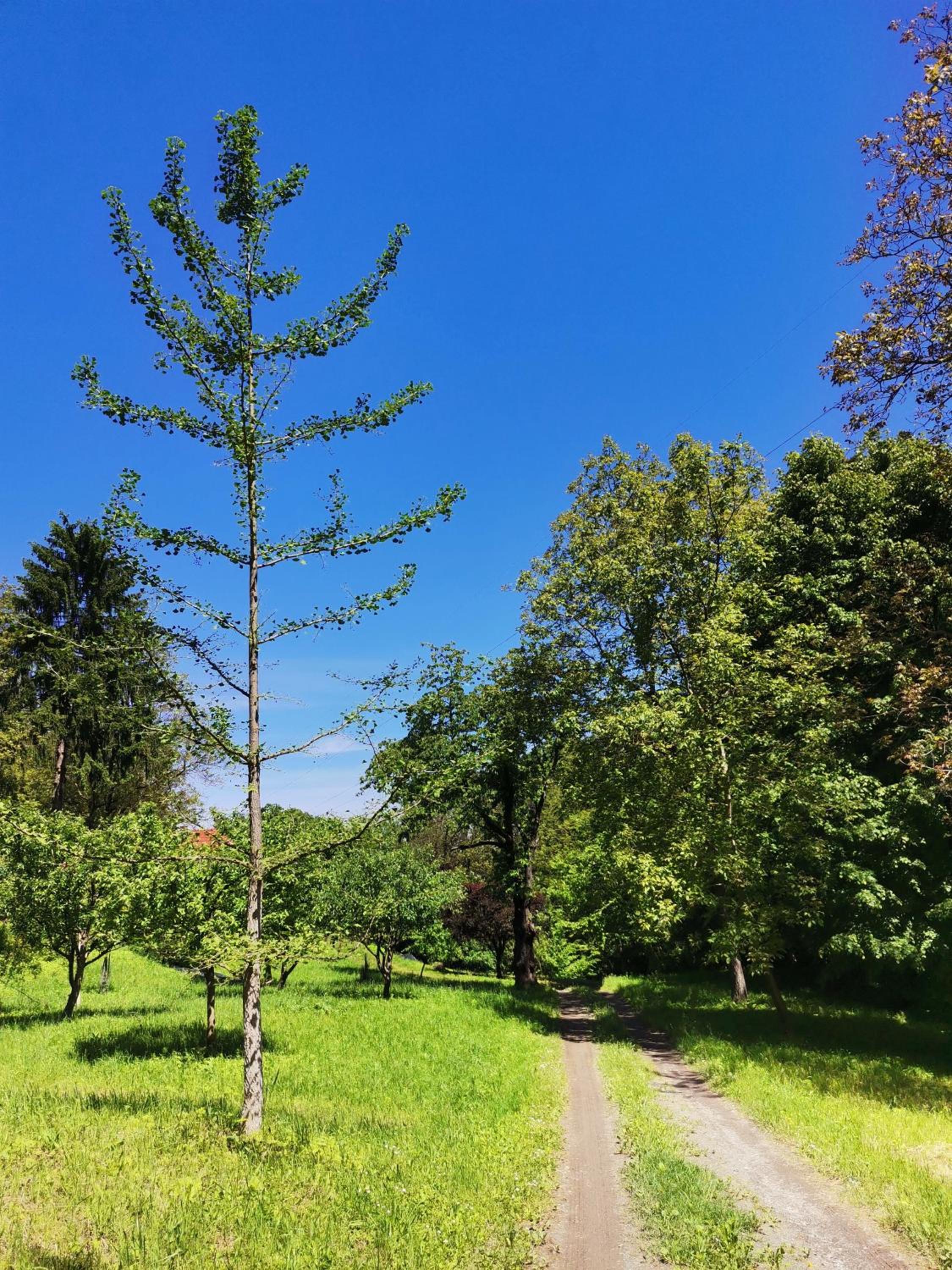 Forest paradise