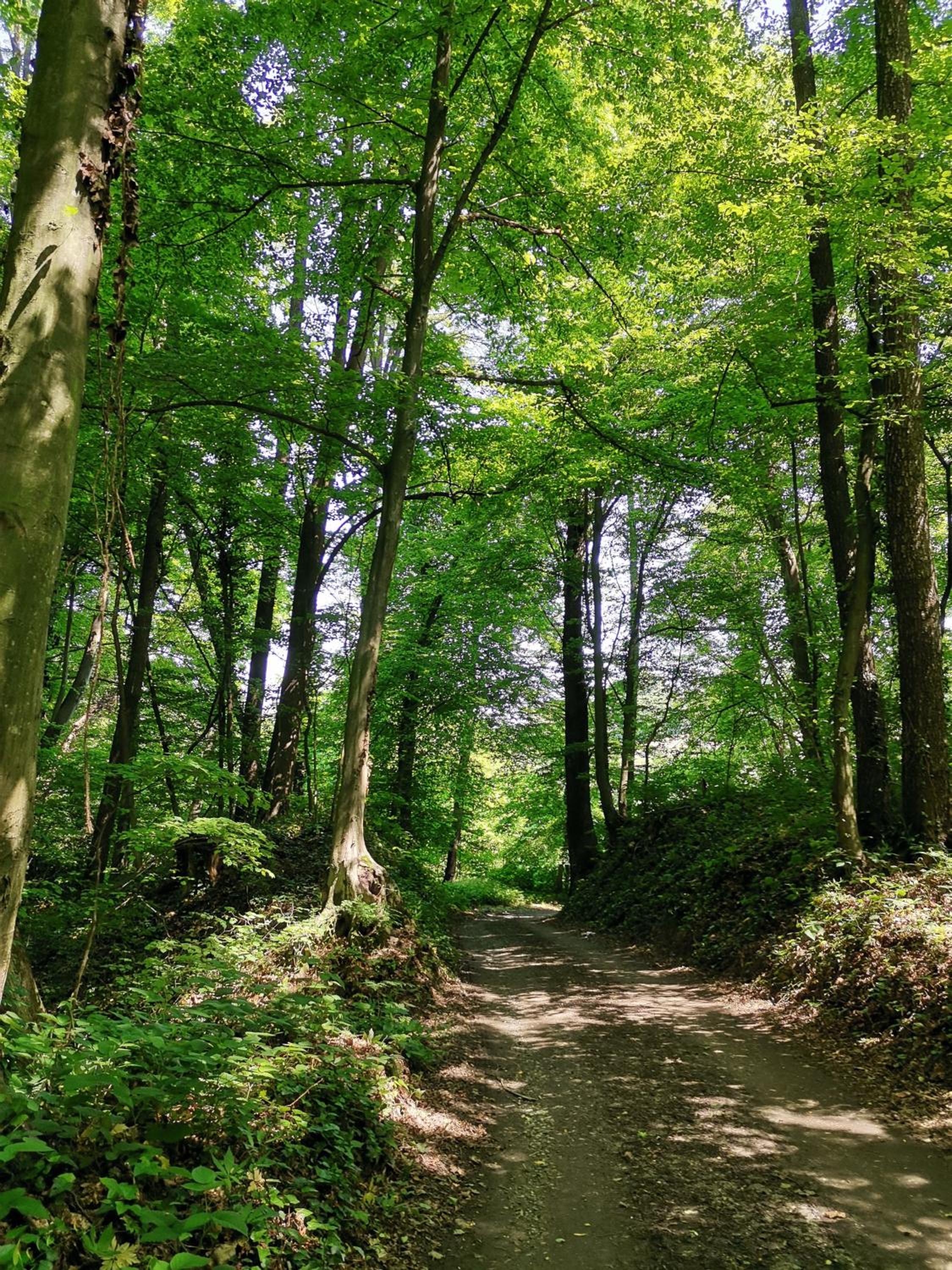 Forest paradise