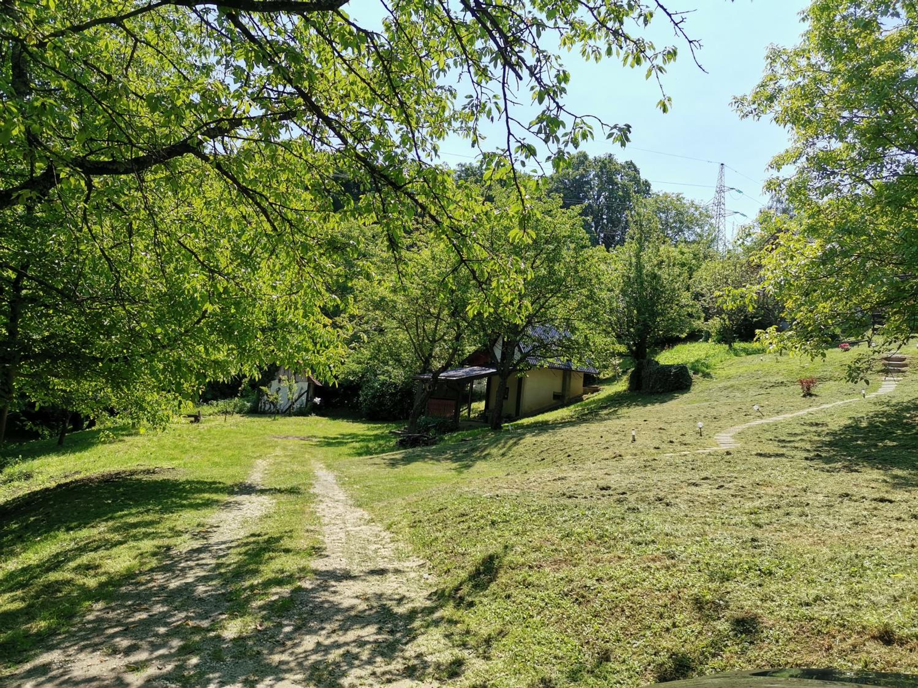 Forest paradise