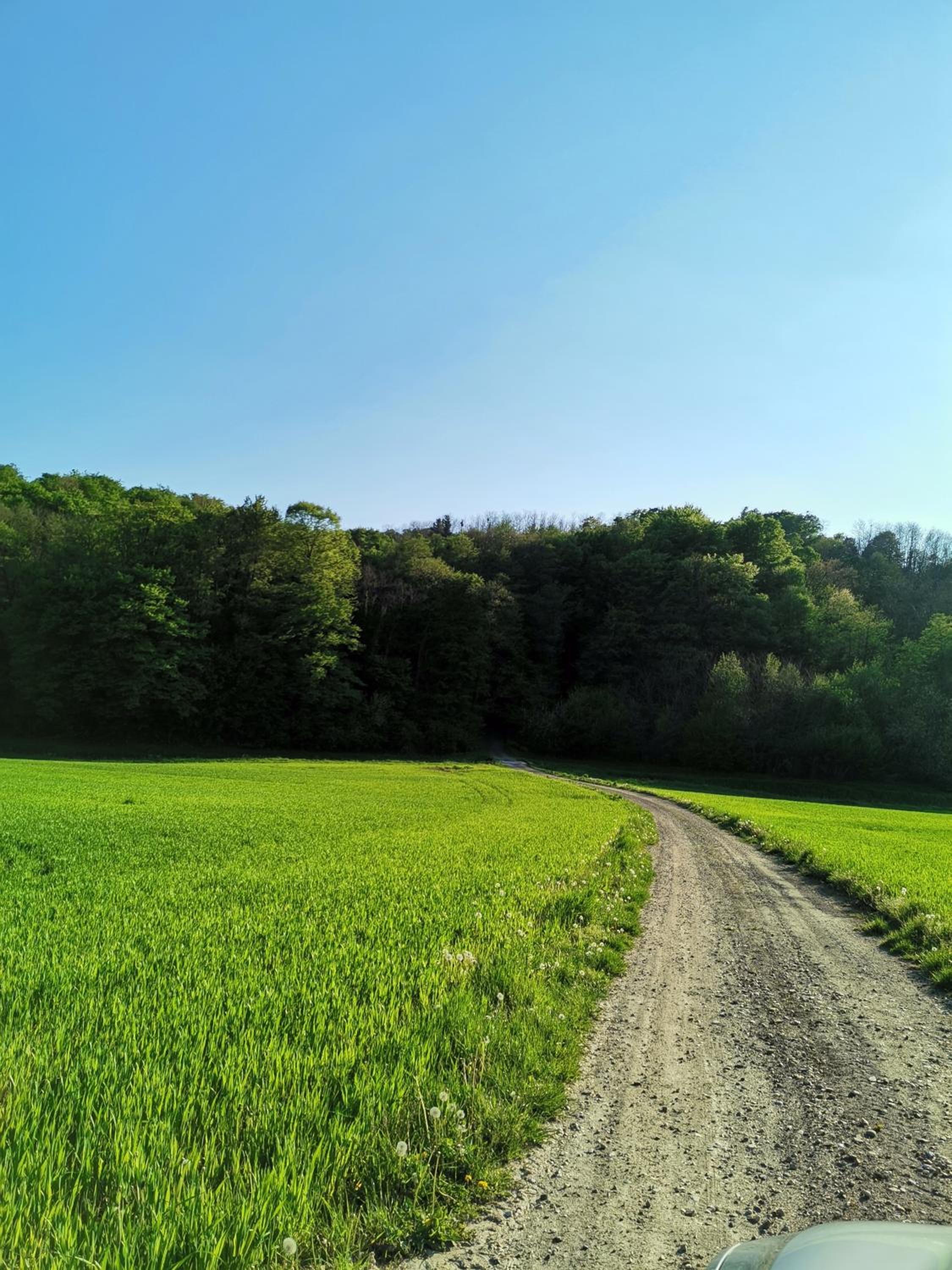 Forest paradise