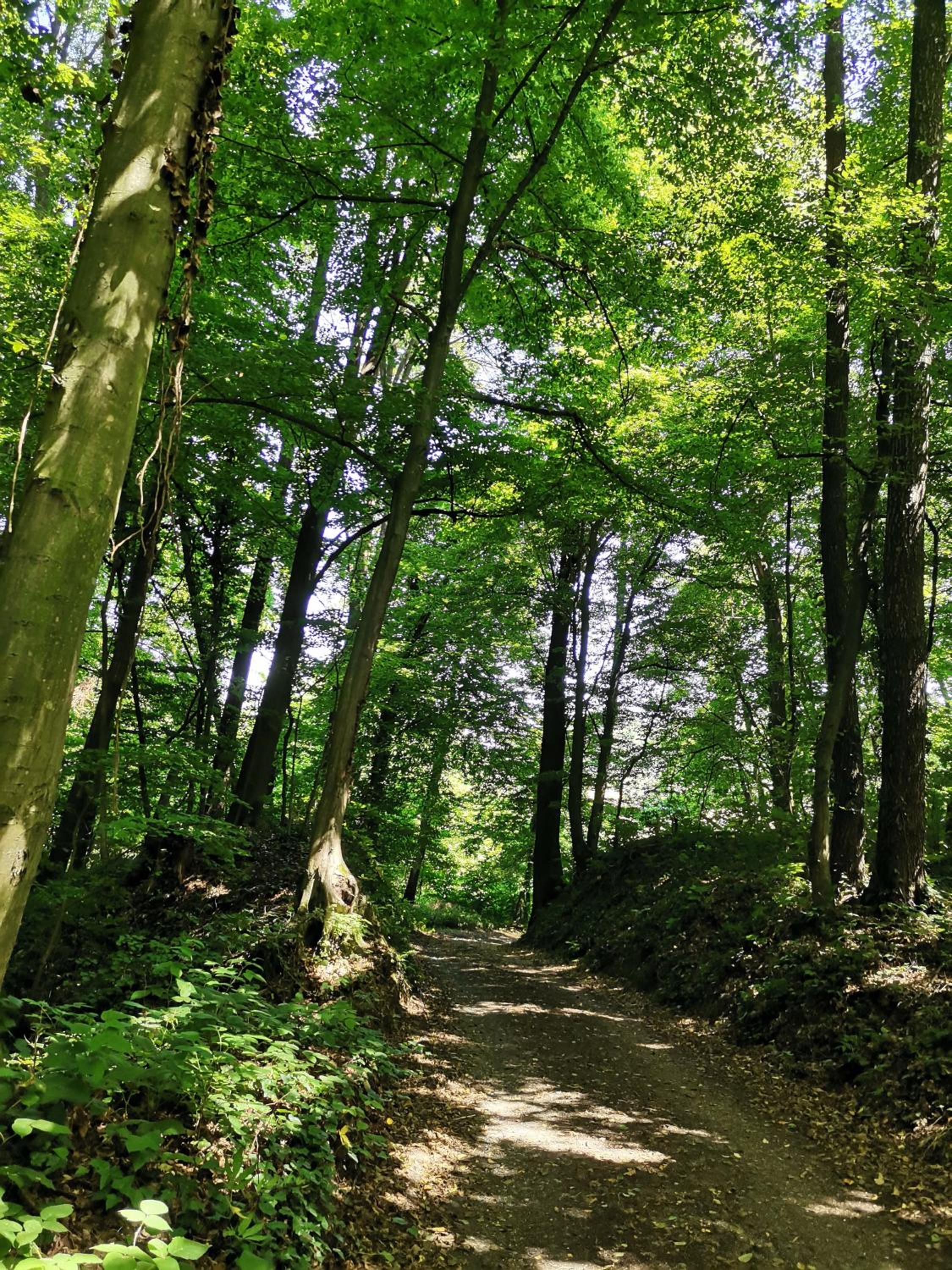 Forest paradise