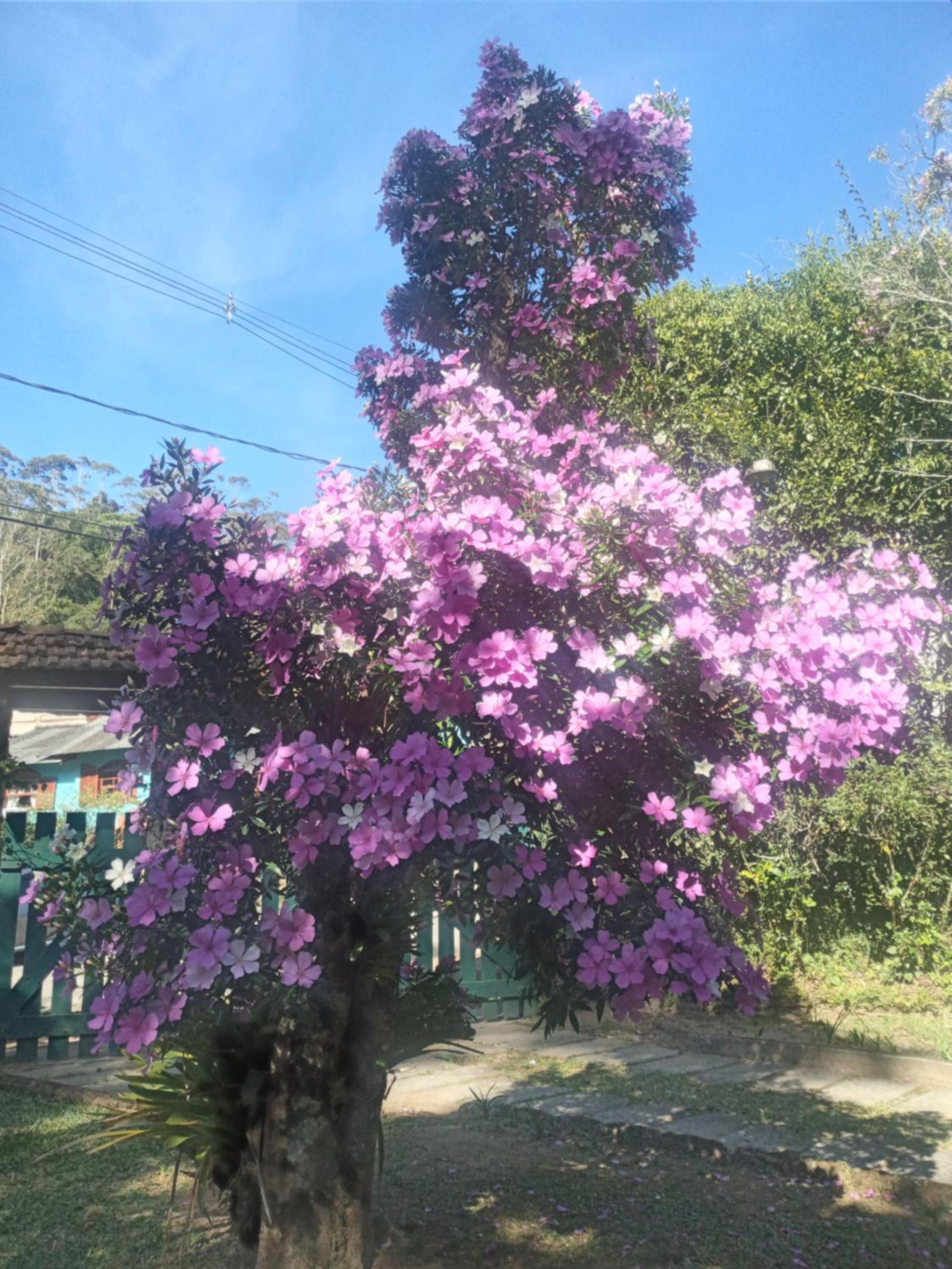SITIO SIMPLESMENTE DEMAIS