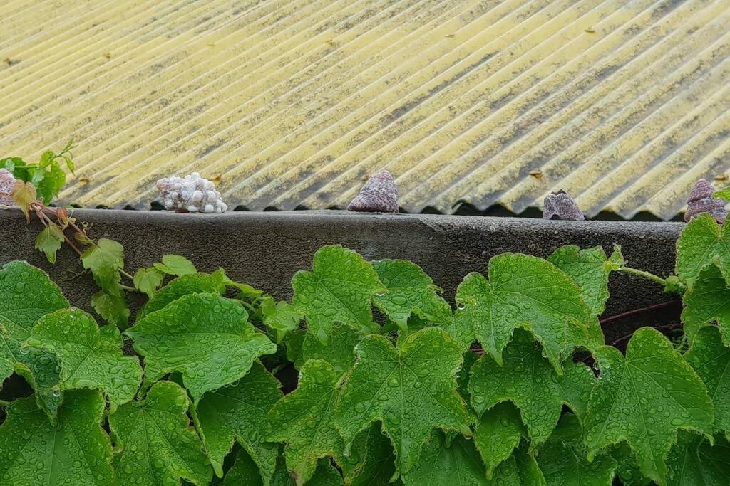 Photo 49