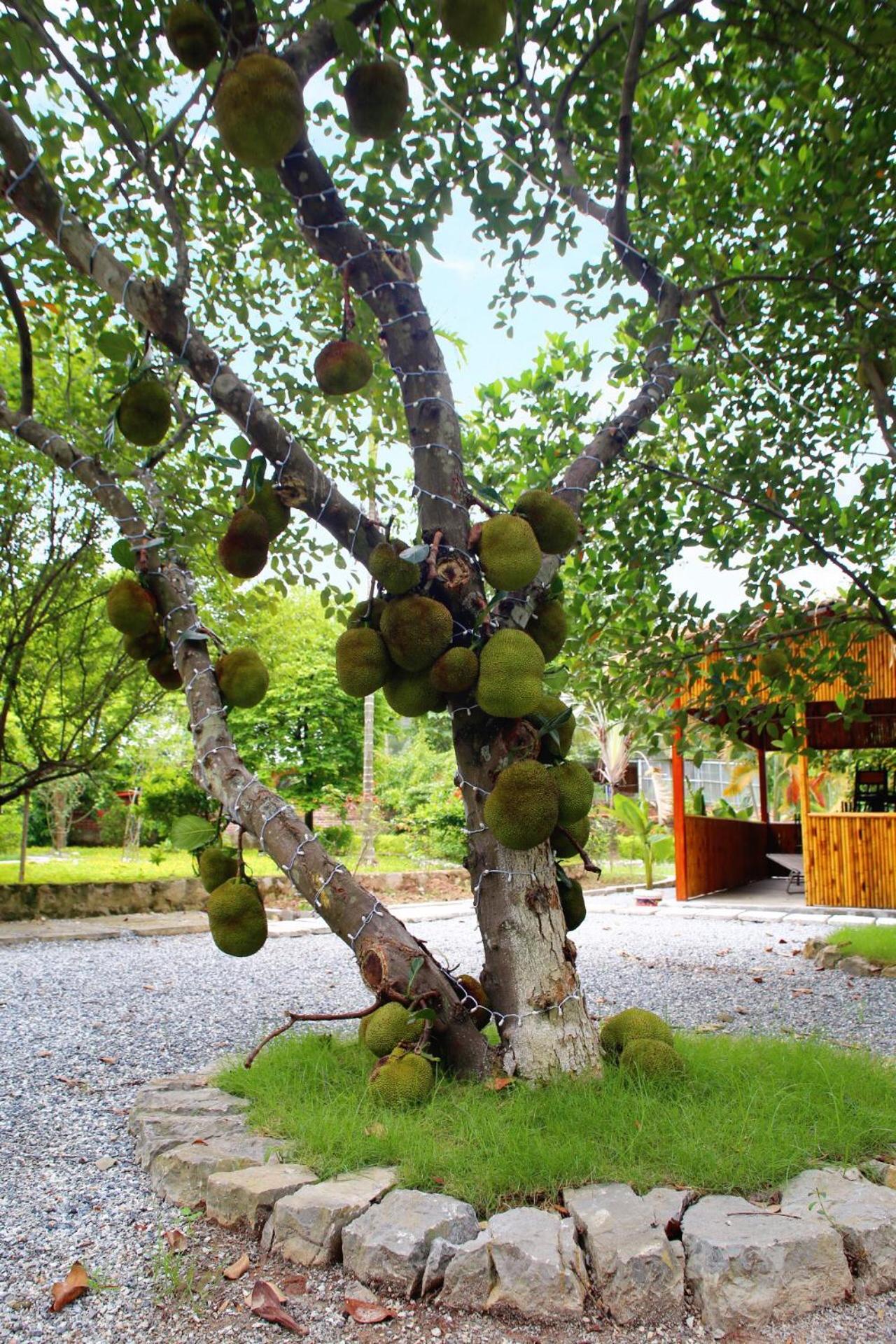 An's Eco Mountain Homestay