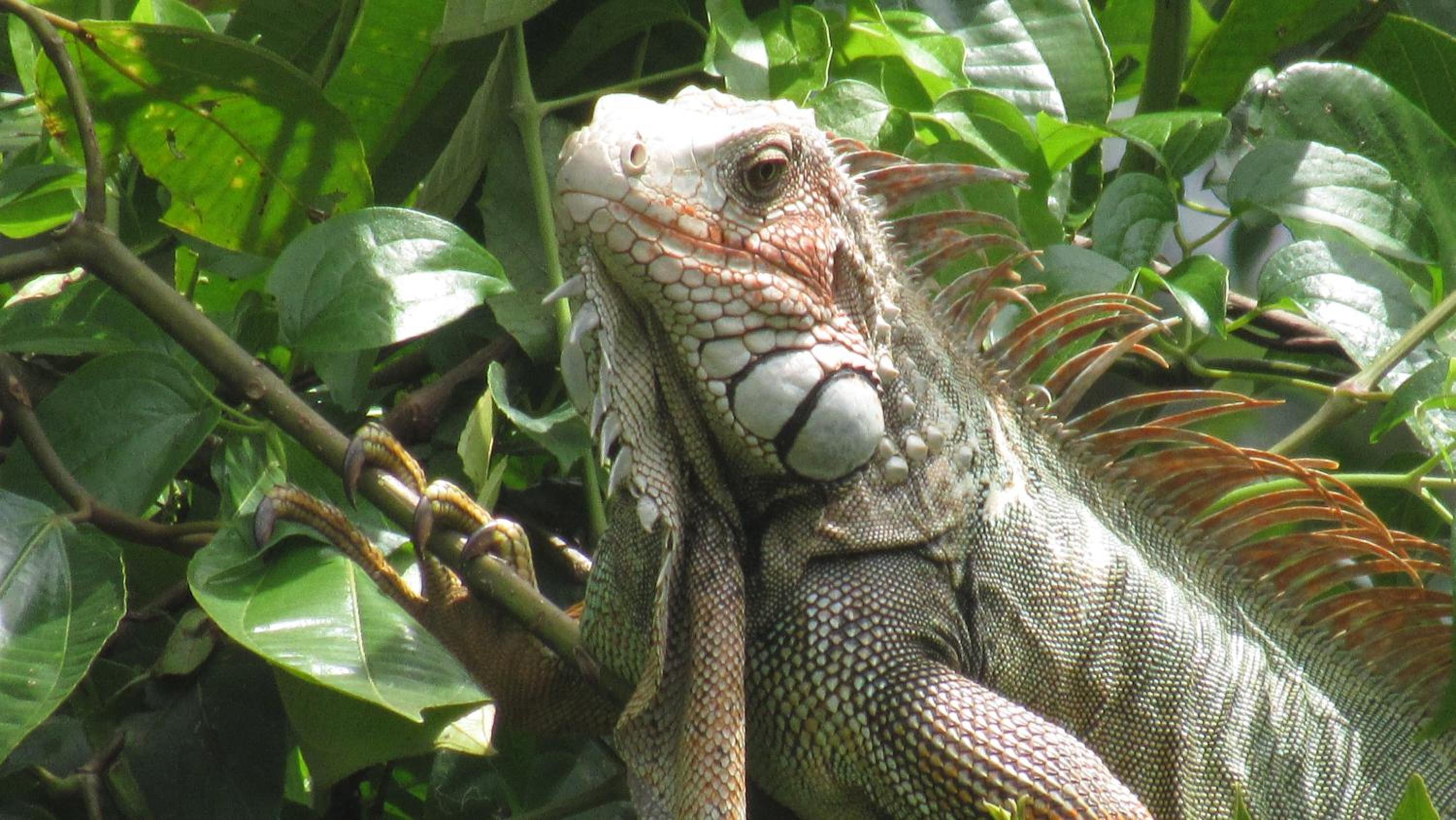 Montaña Verde