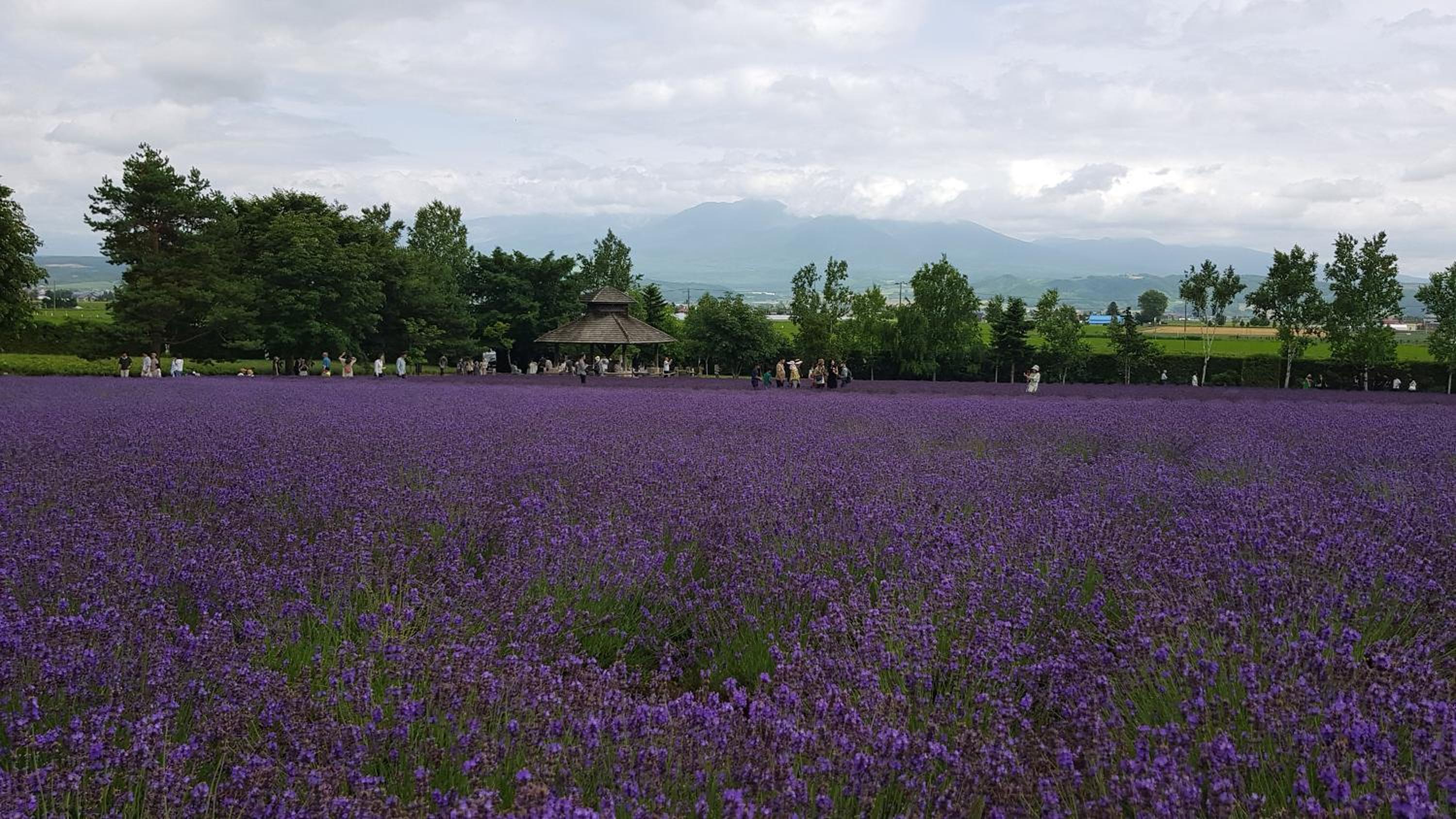 Photo 42