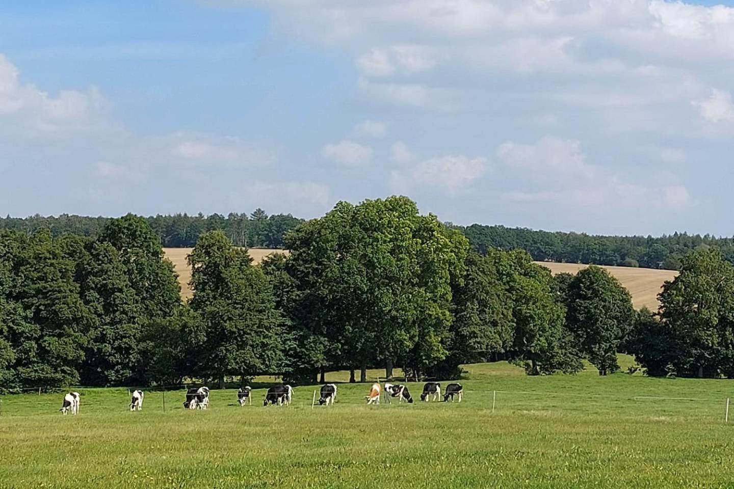 Stilvolle Ferienwohnung im Eichsfeld