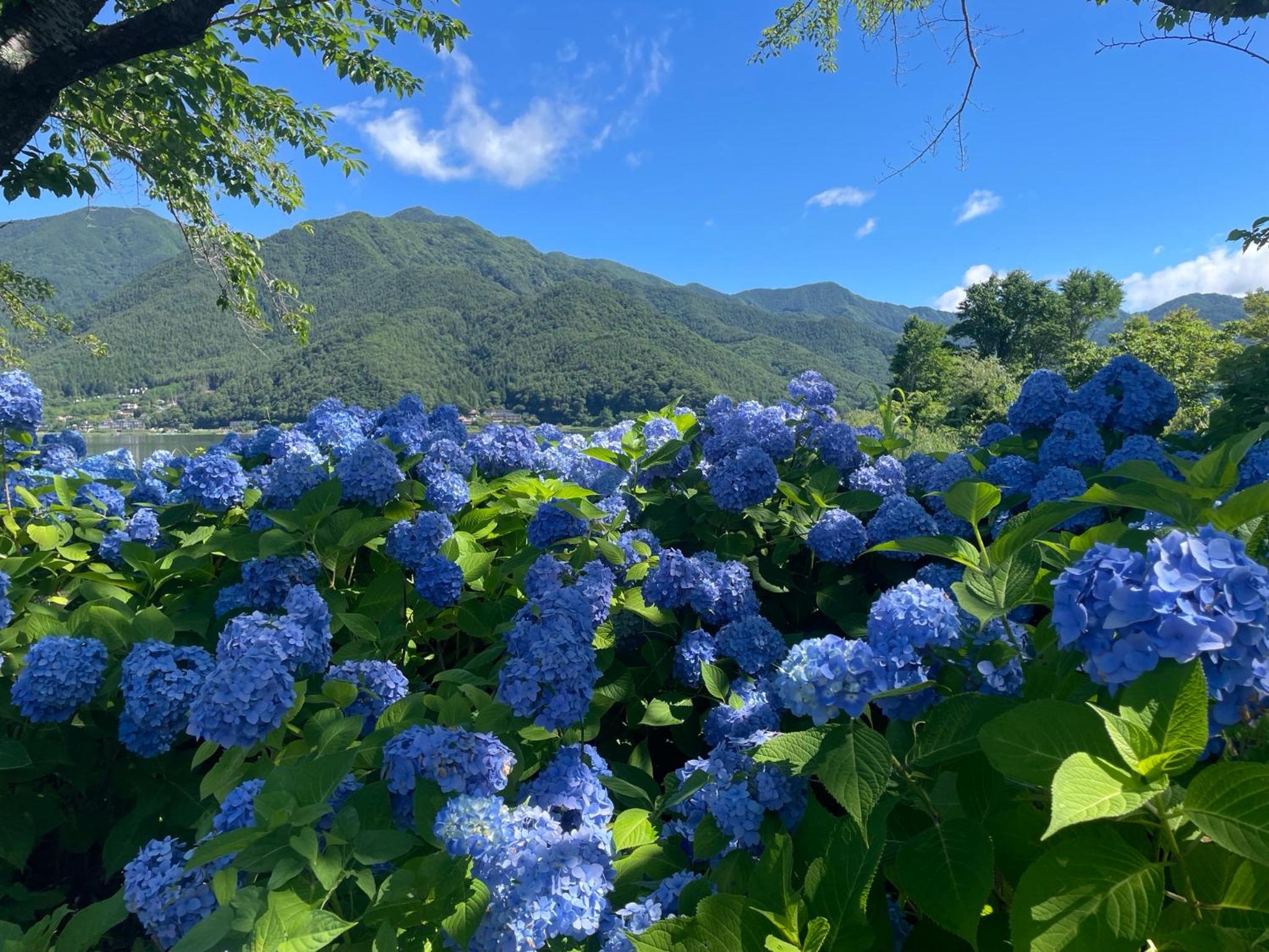 Togawaso