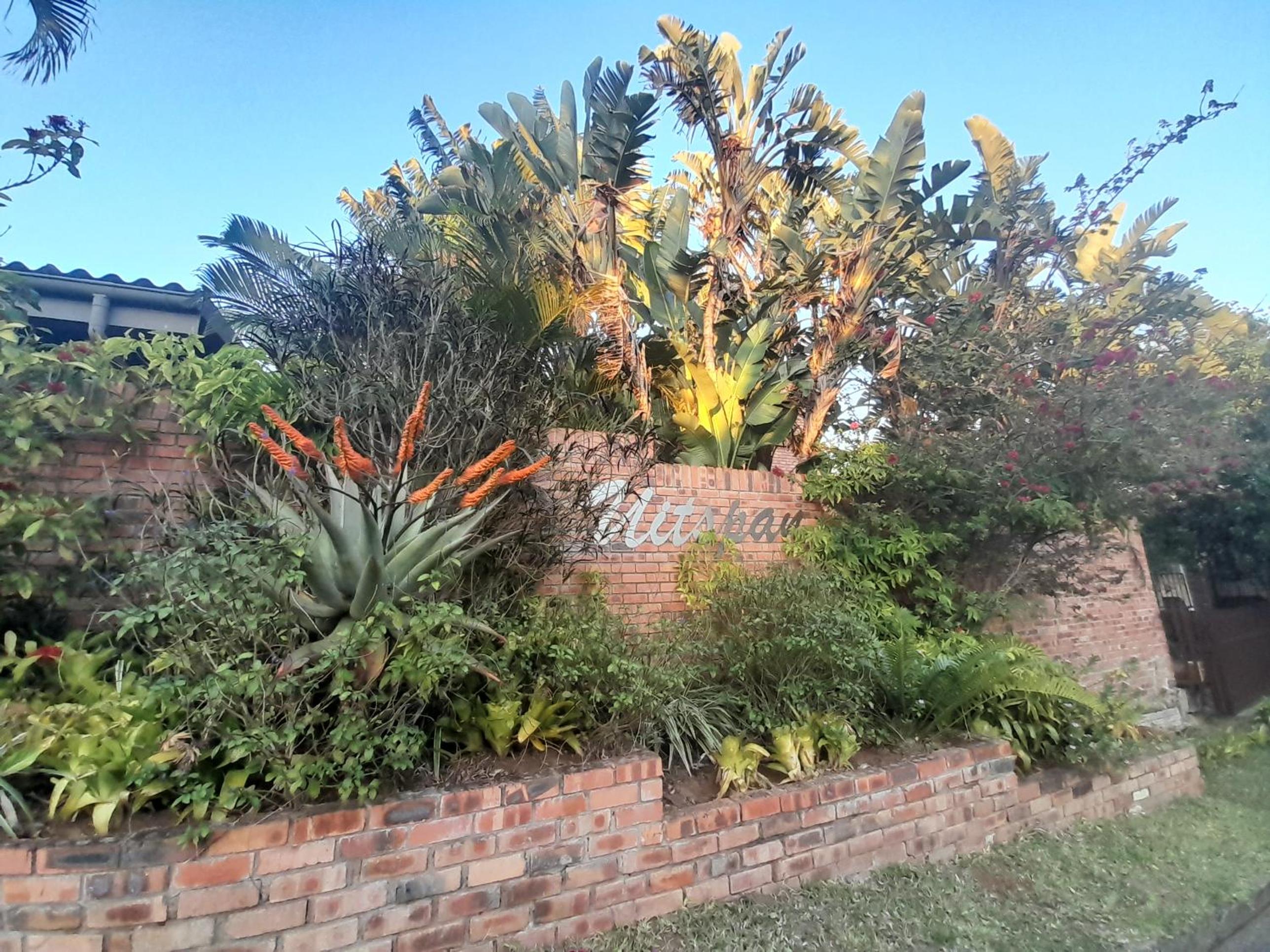 African Thistle