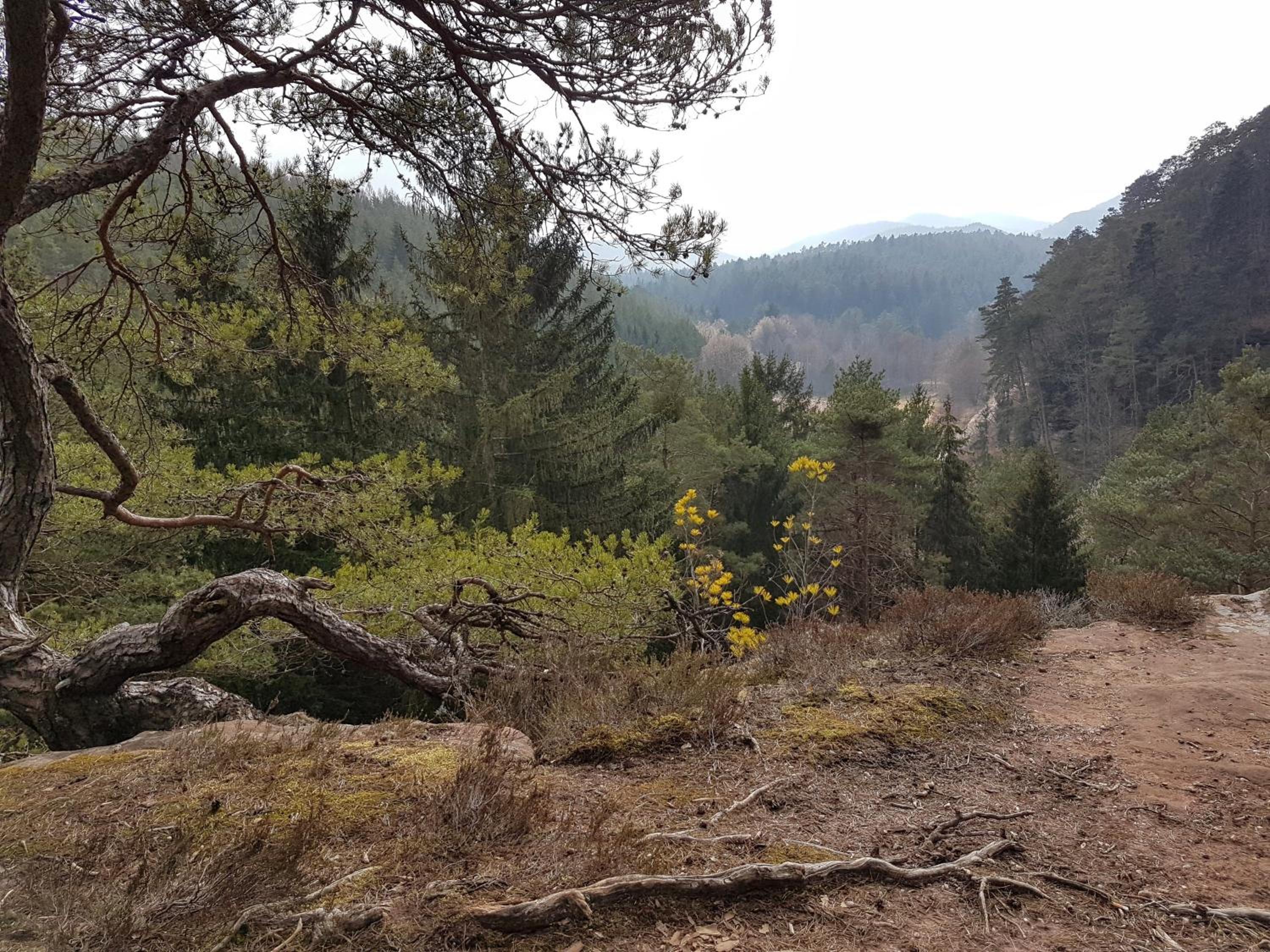 Ferienwohnung Waldliebe Hinterweidenthal