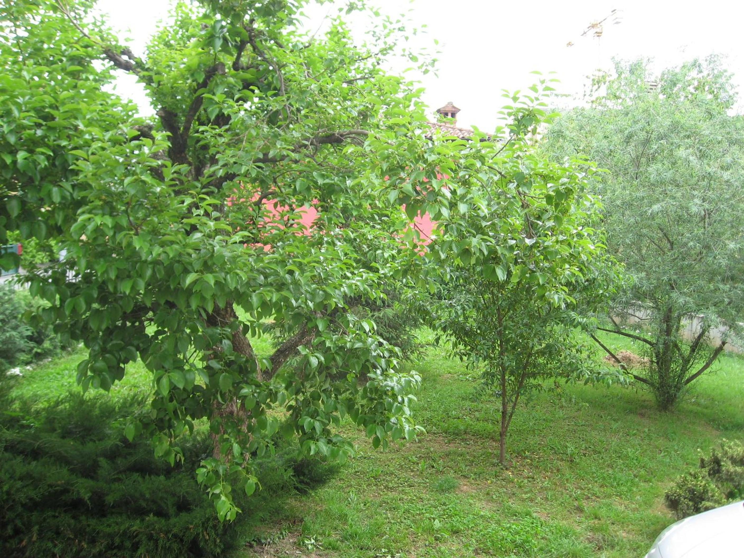 Photo 31