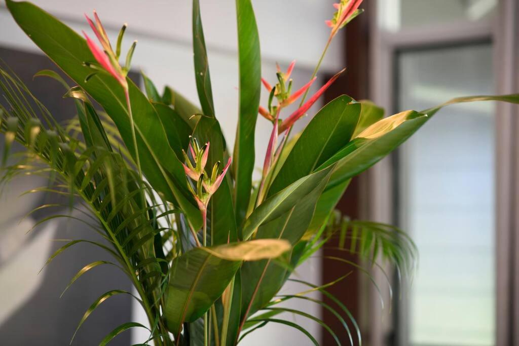 2/24 Donkin - Luxury - Absolute Beachfront