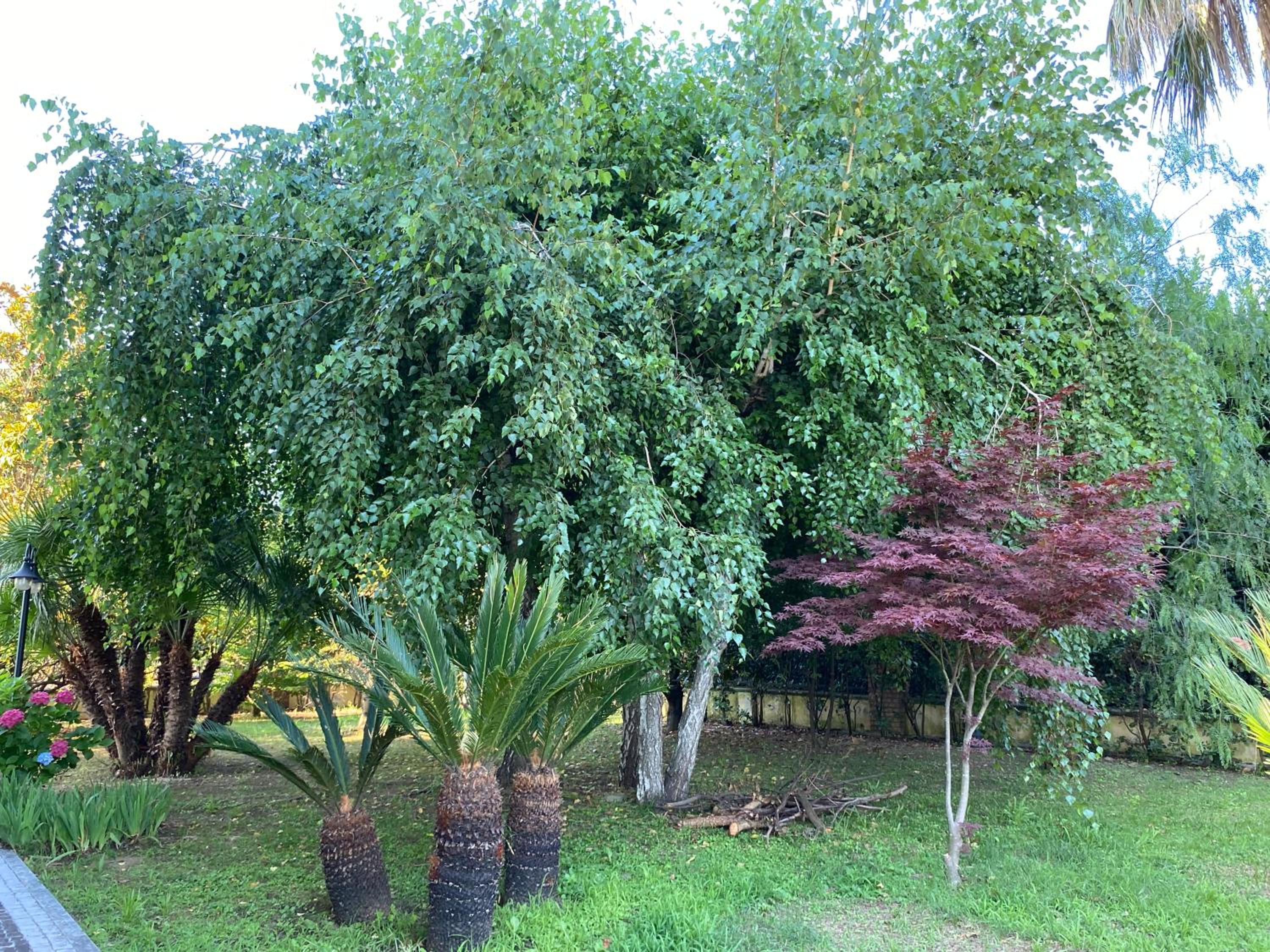 B&B Michela view 5