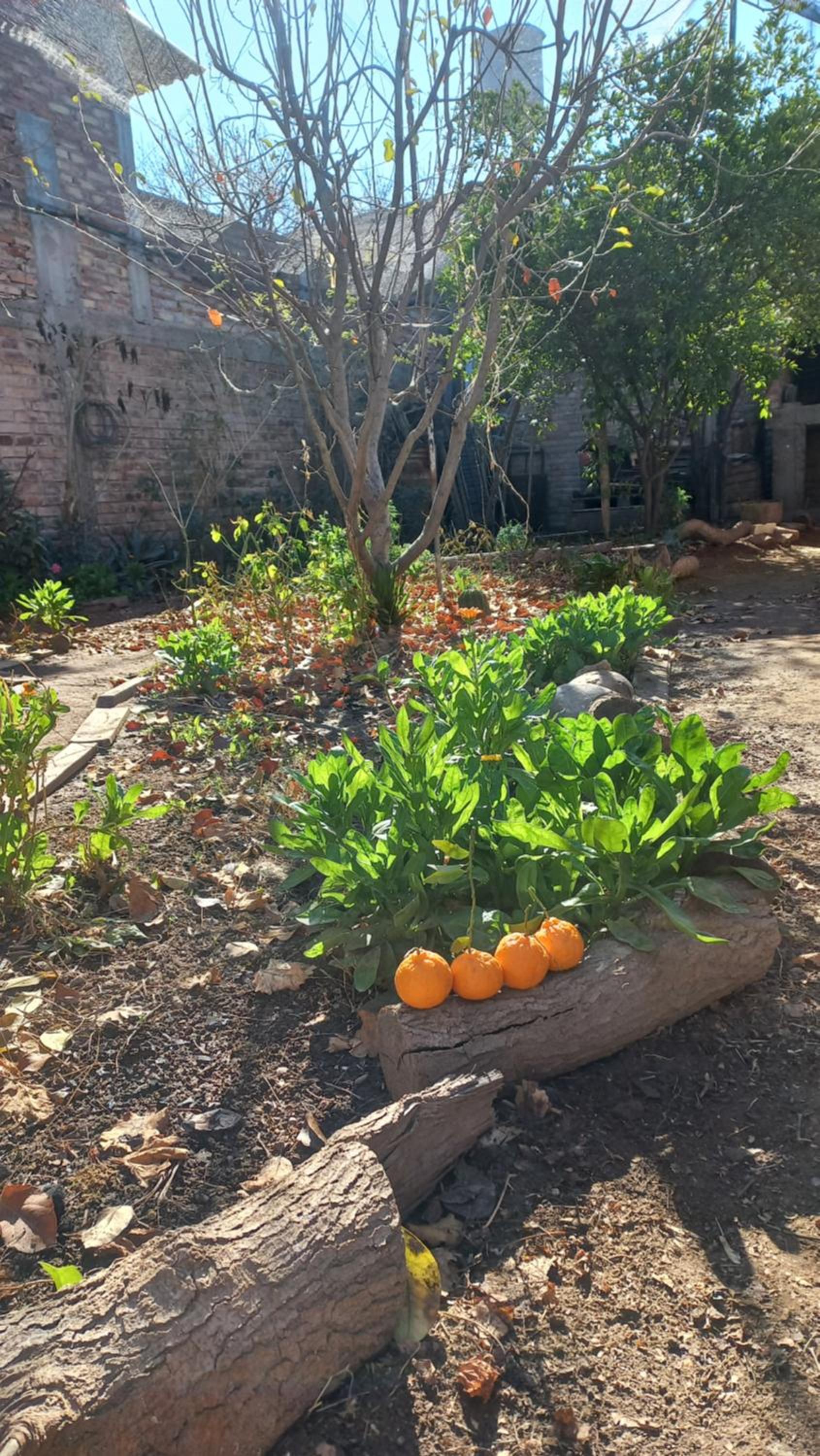 Casa Los Frutales San Rafael