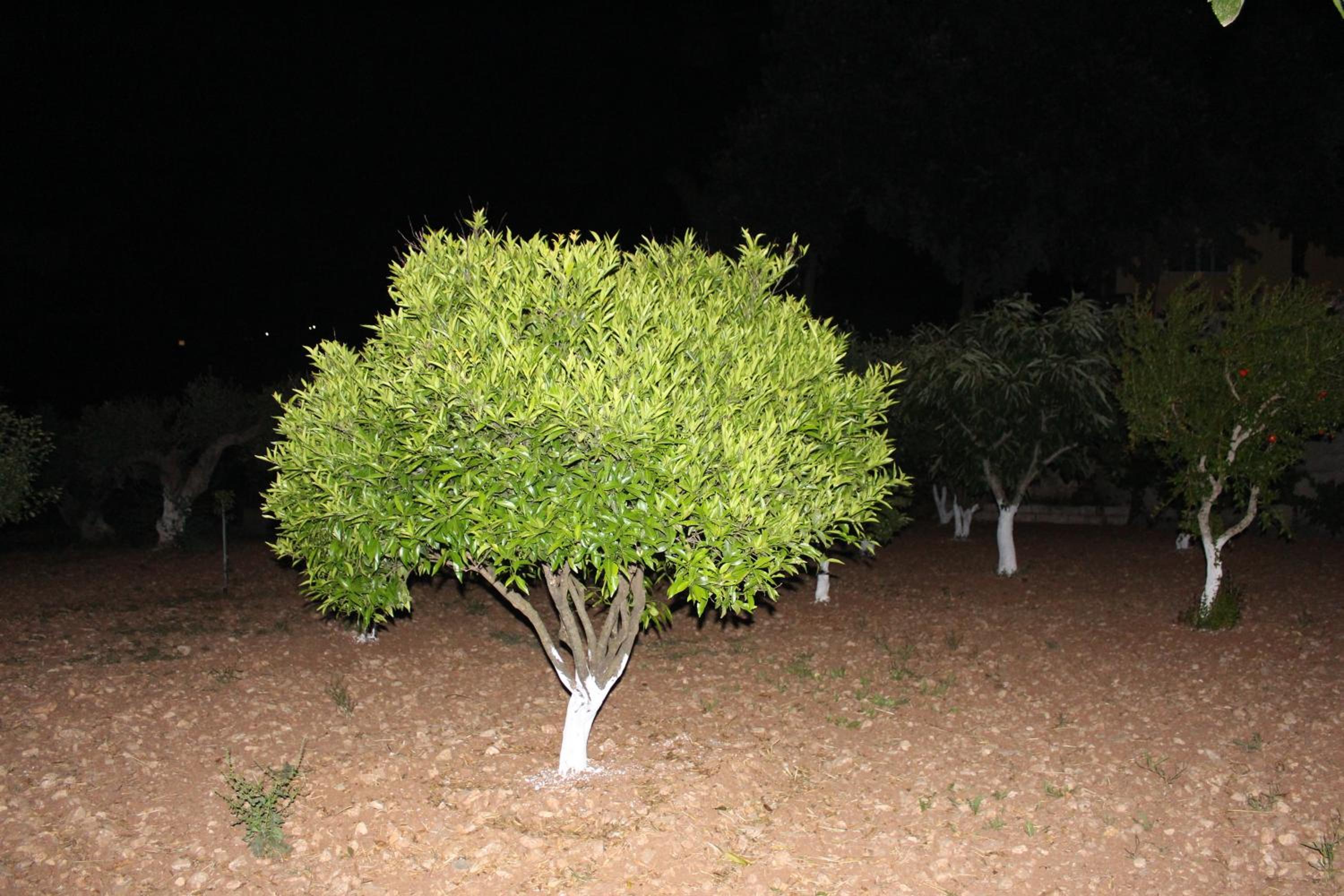 Photo 200