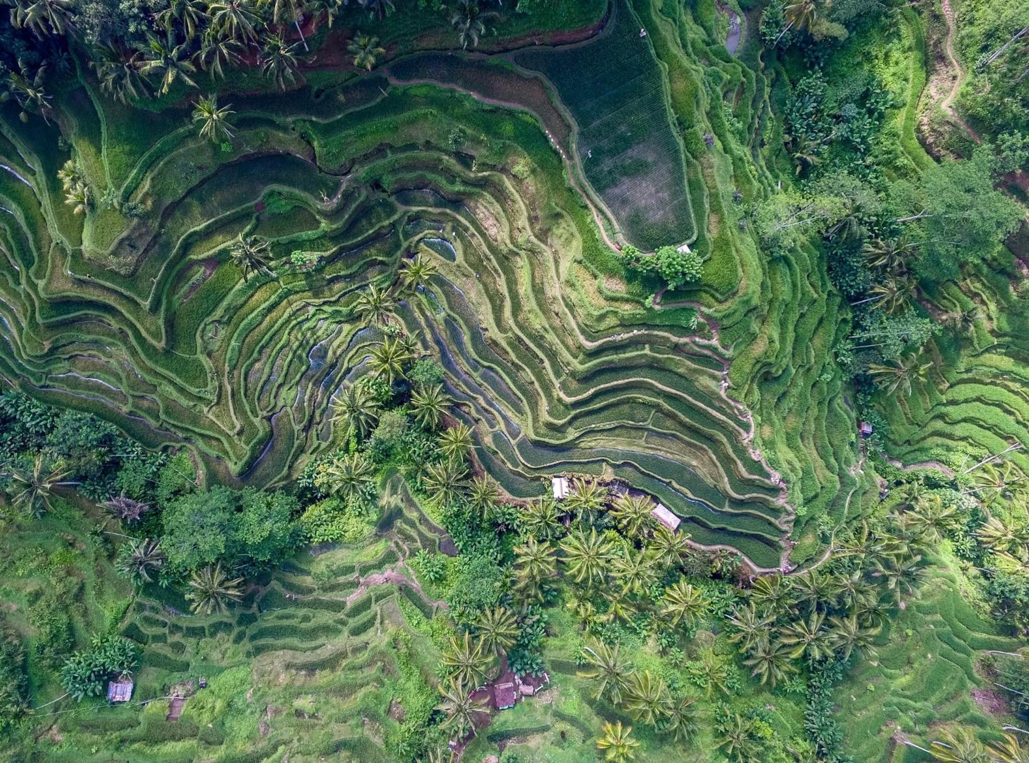 Villa Amorgos II, Ubud